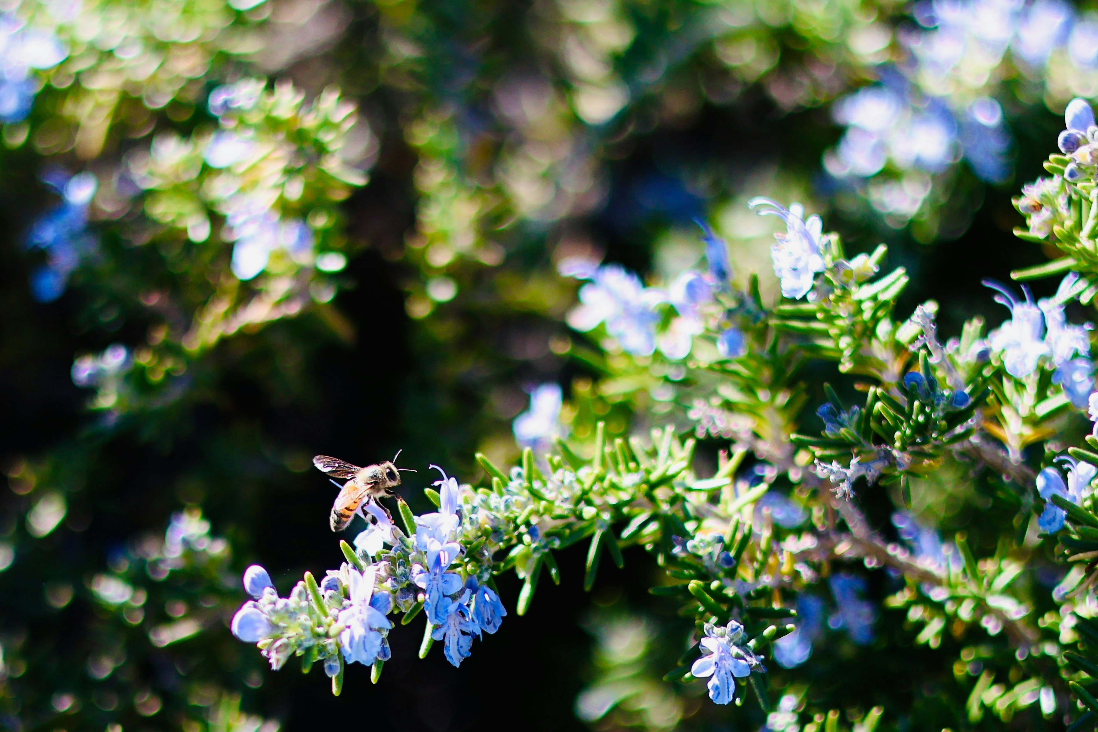 A bee visits small blue flowers on a green bush.
