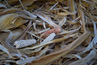 Dried corn stalks and cobs on the ground