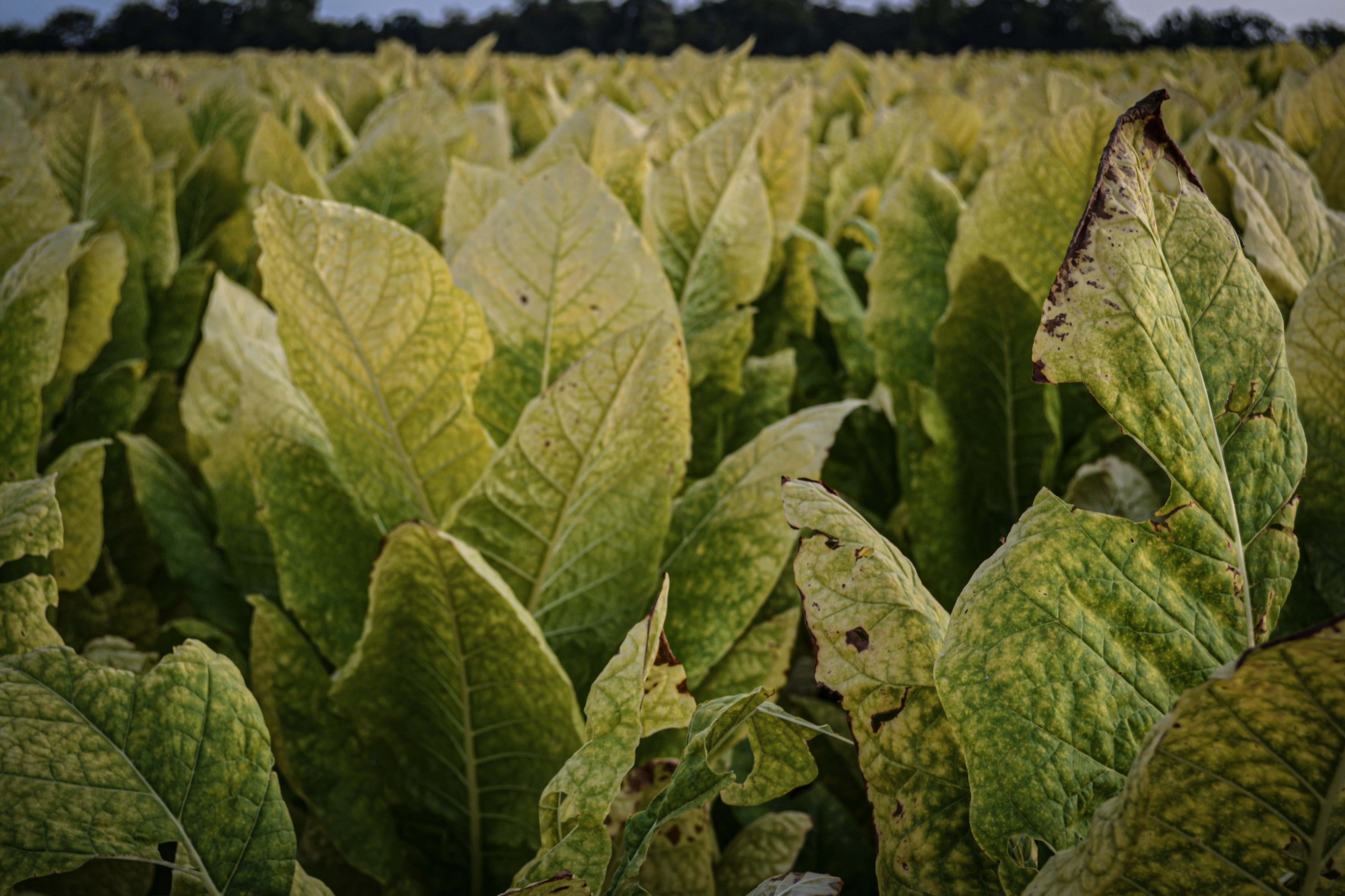 Close-up of a field of green tobacco plants.