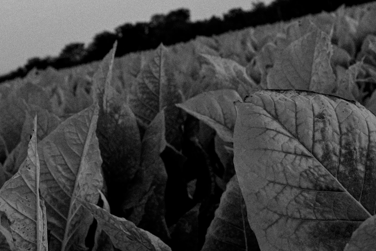 Row upon row of broad green tobacco leaves in a Nicaraguan field