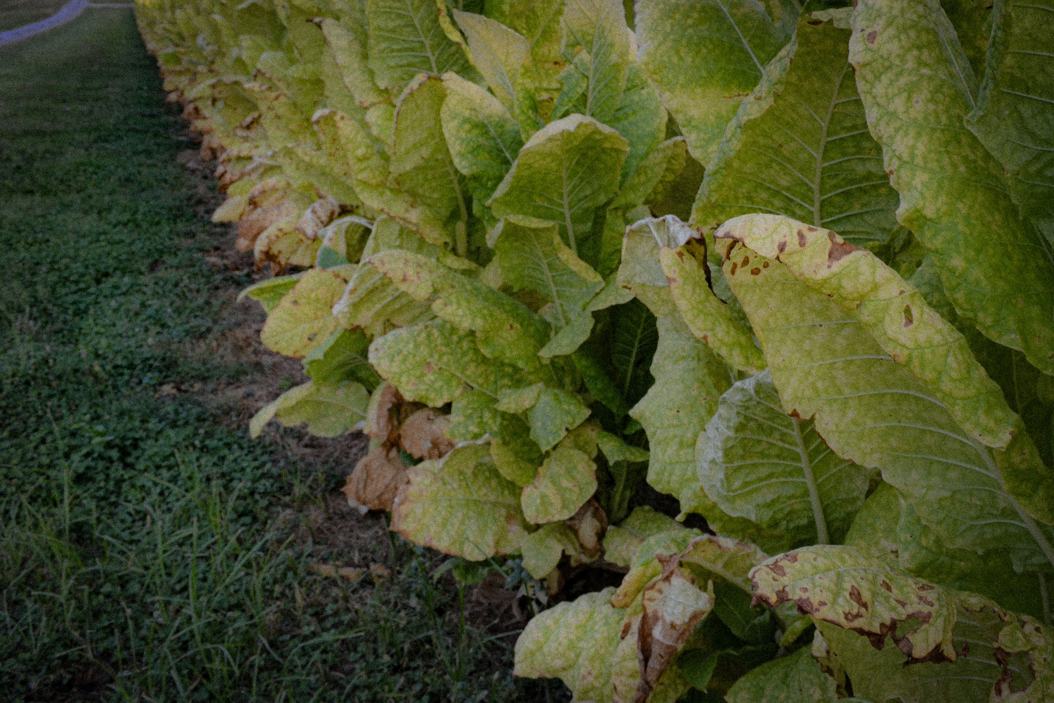 Row of large green tobacco plants in a field.