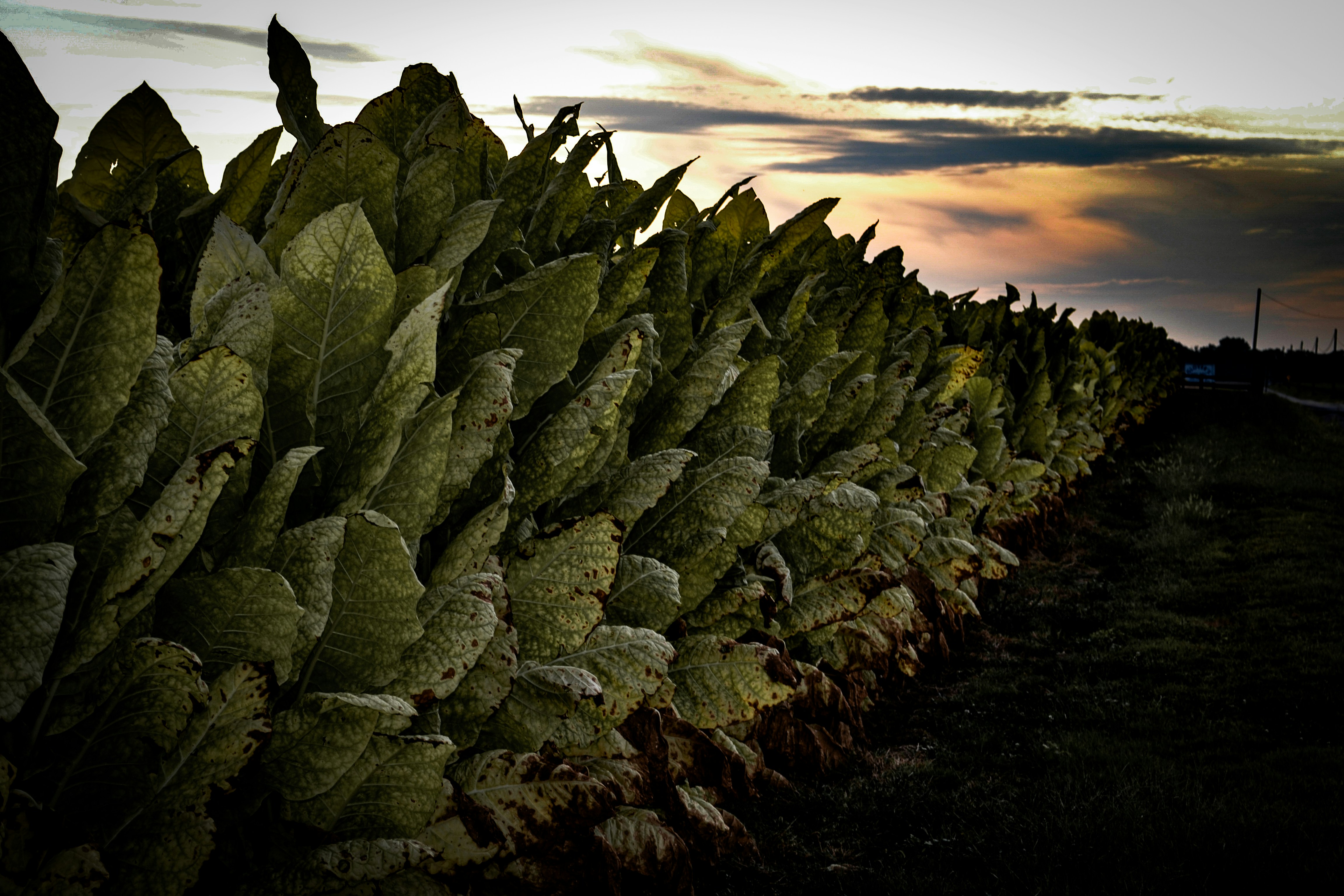 Green skill development