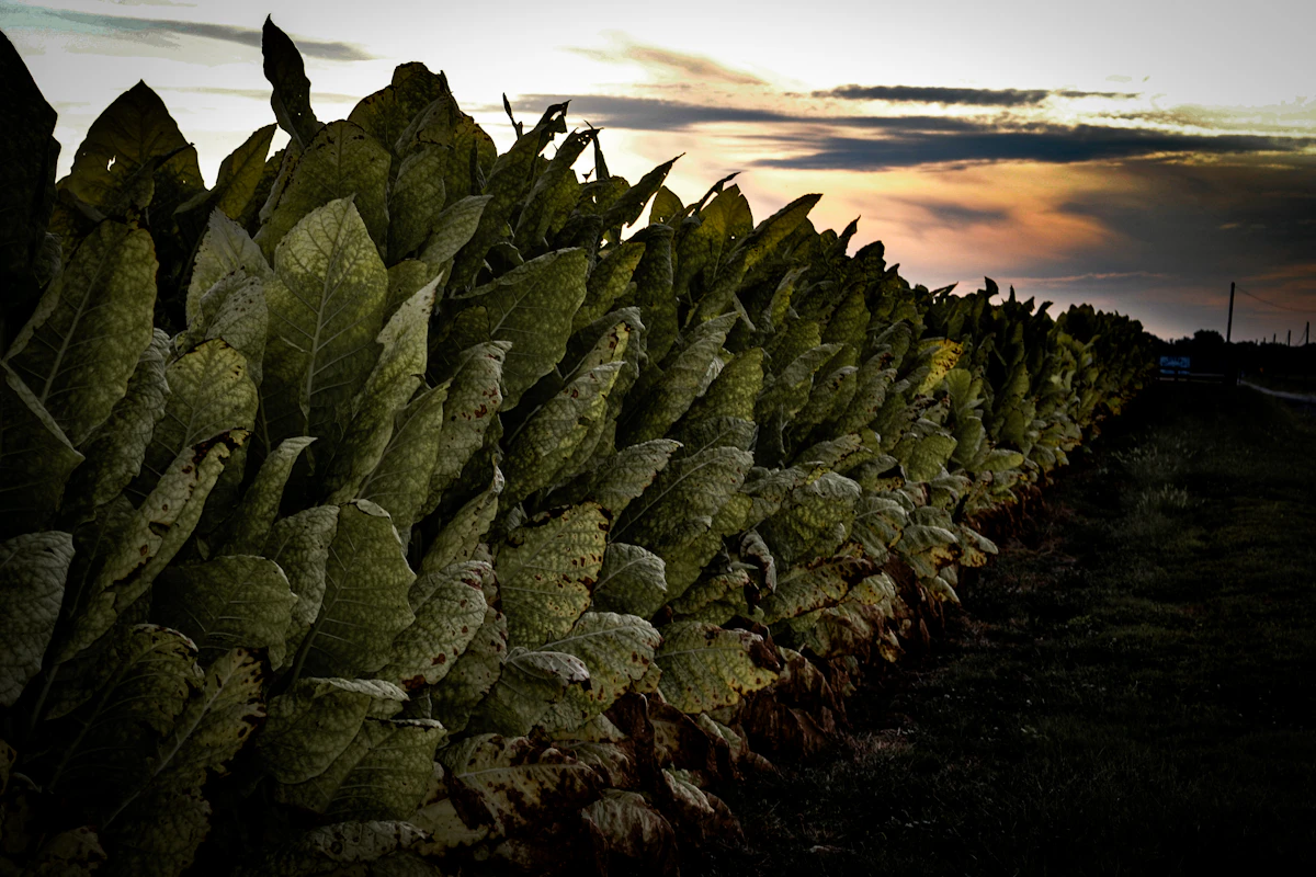Tobacco Tambaku Farming India — FCV Curing AP Specialized Crop Encyclopedia