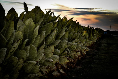 Tobacco Tambaku Farming India — FCV Curing AP Specialized Crop Encyclopedia