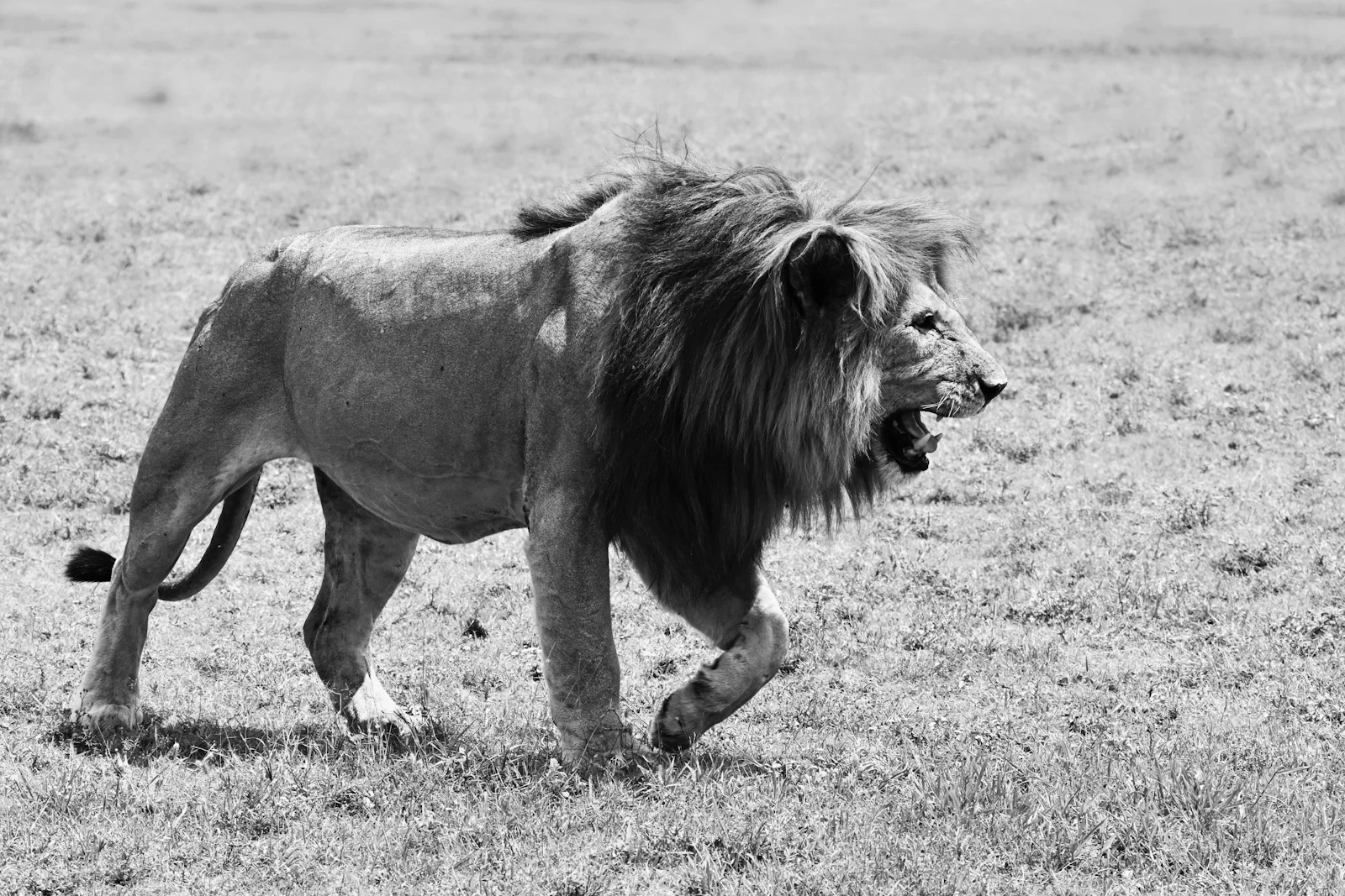 A lion walking across a wide African grassland