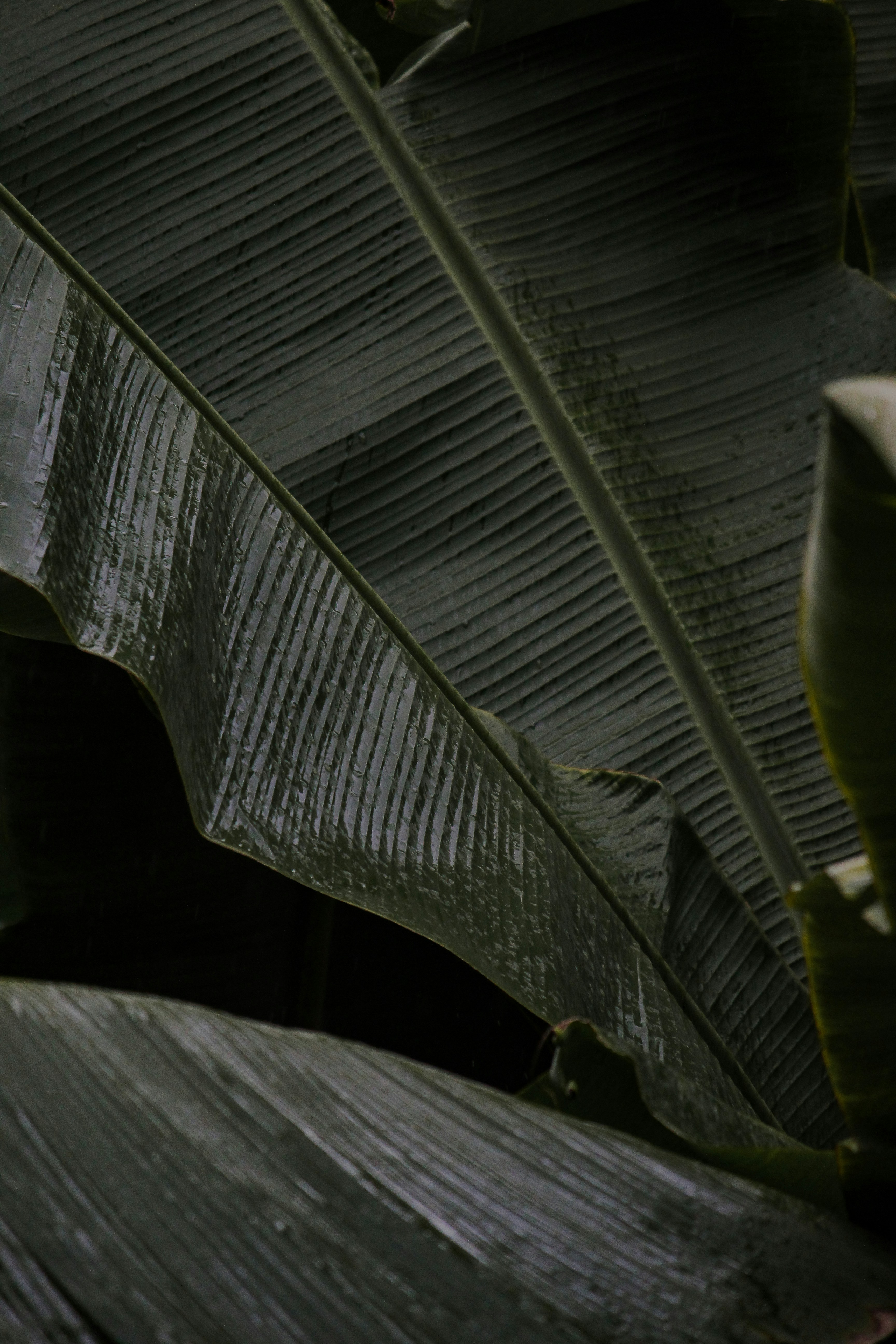 Close-up of dark green banana leaves with water droplets.