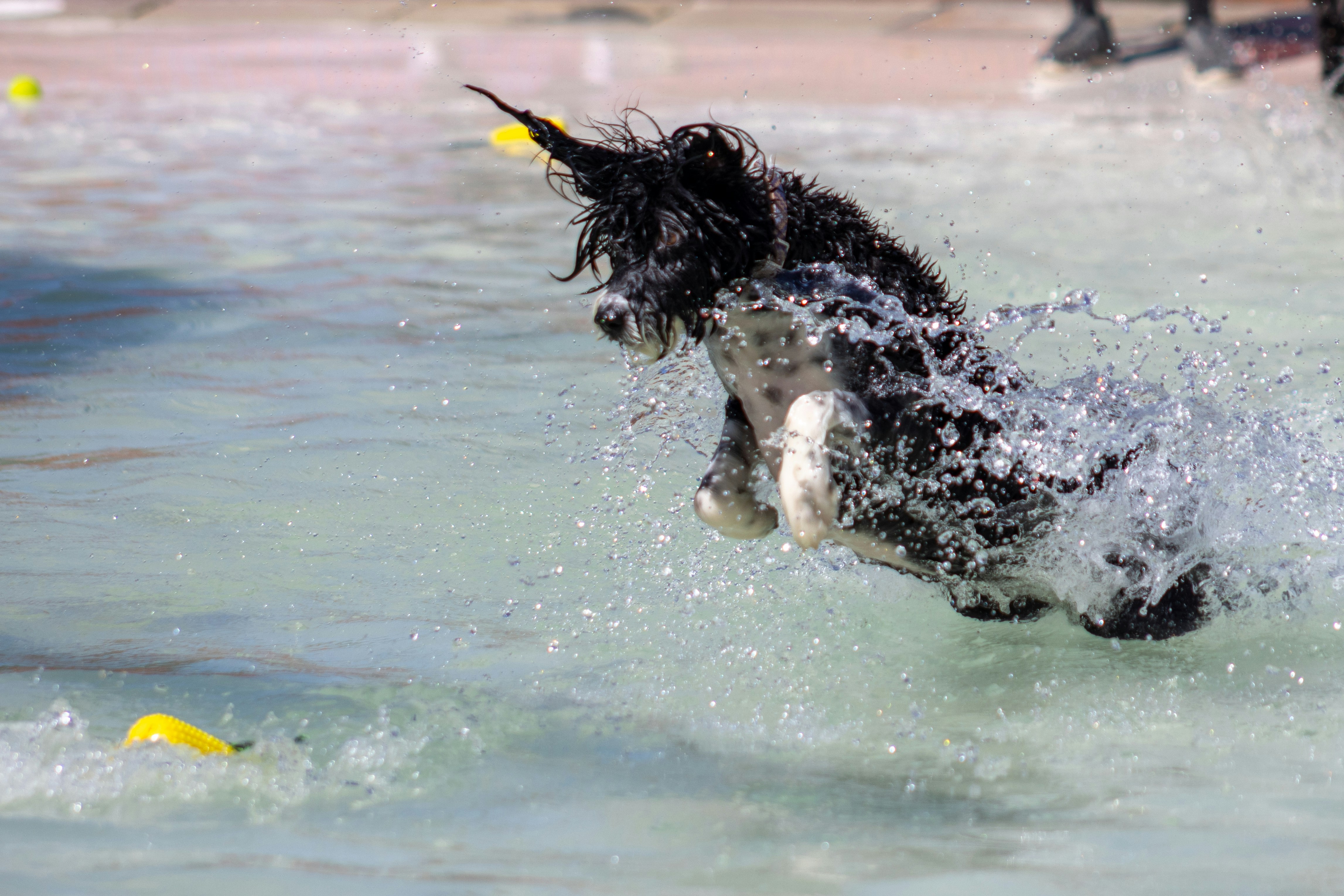 Dogs splashing