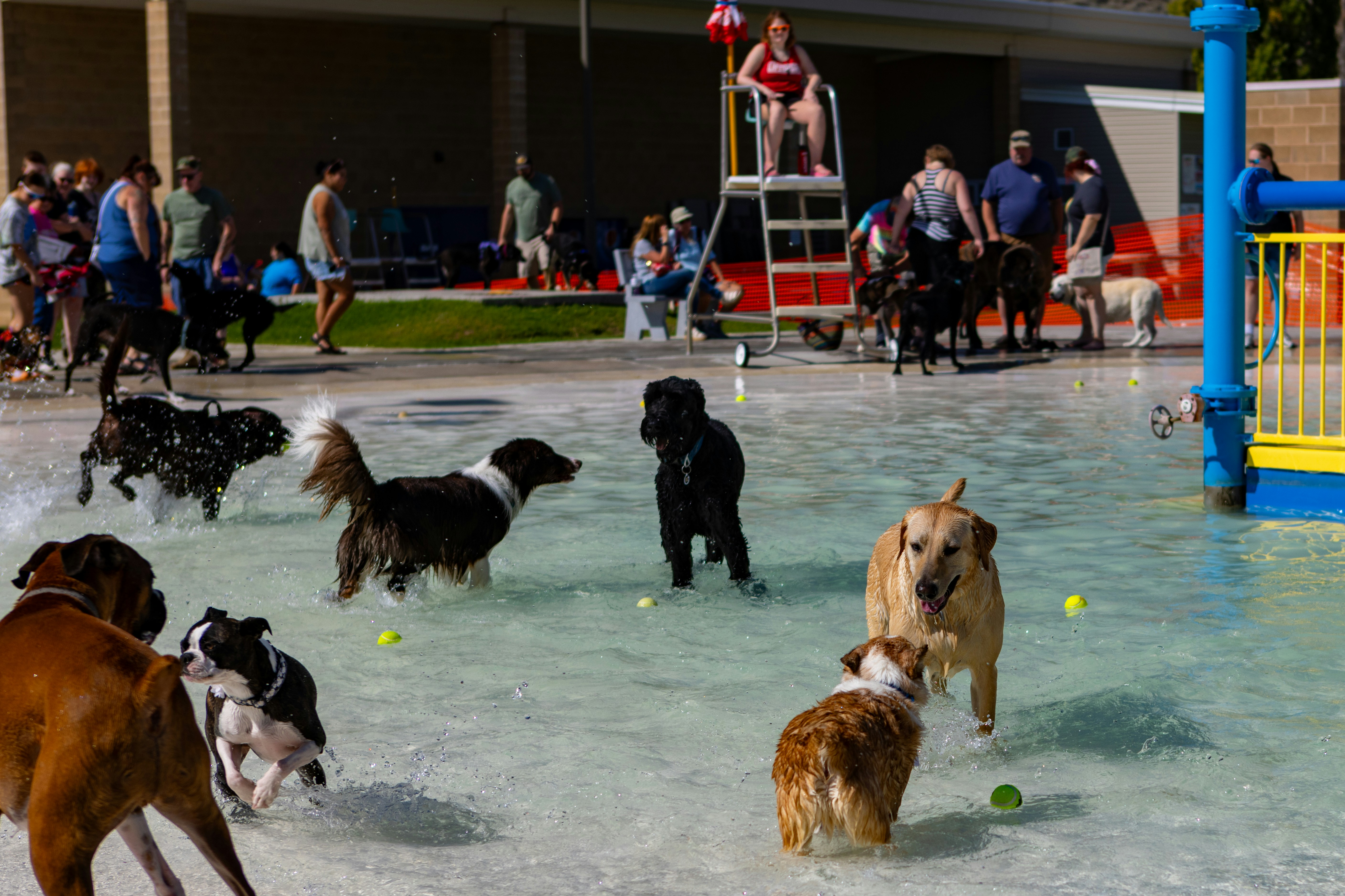 Dogs playing in a shallow water park with people watching.