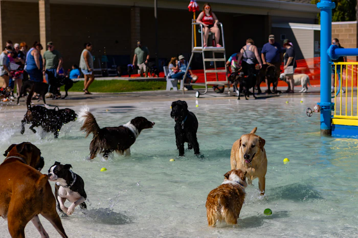Dogs playing together during a Pack Walk community event