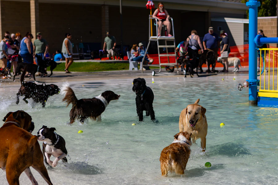 Small dogs playing together off-leash during daycare