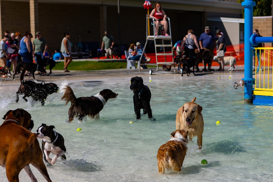 Dog Daycare Costs UK 2026: Is It Worth the Money?