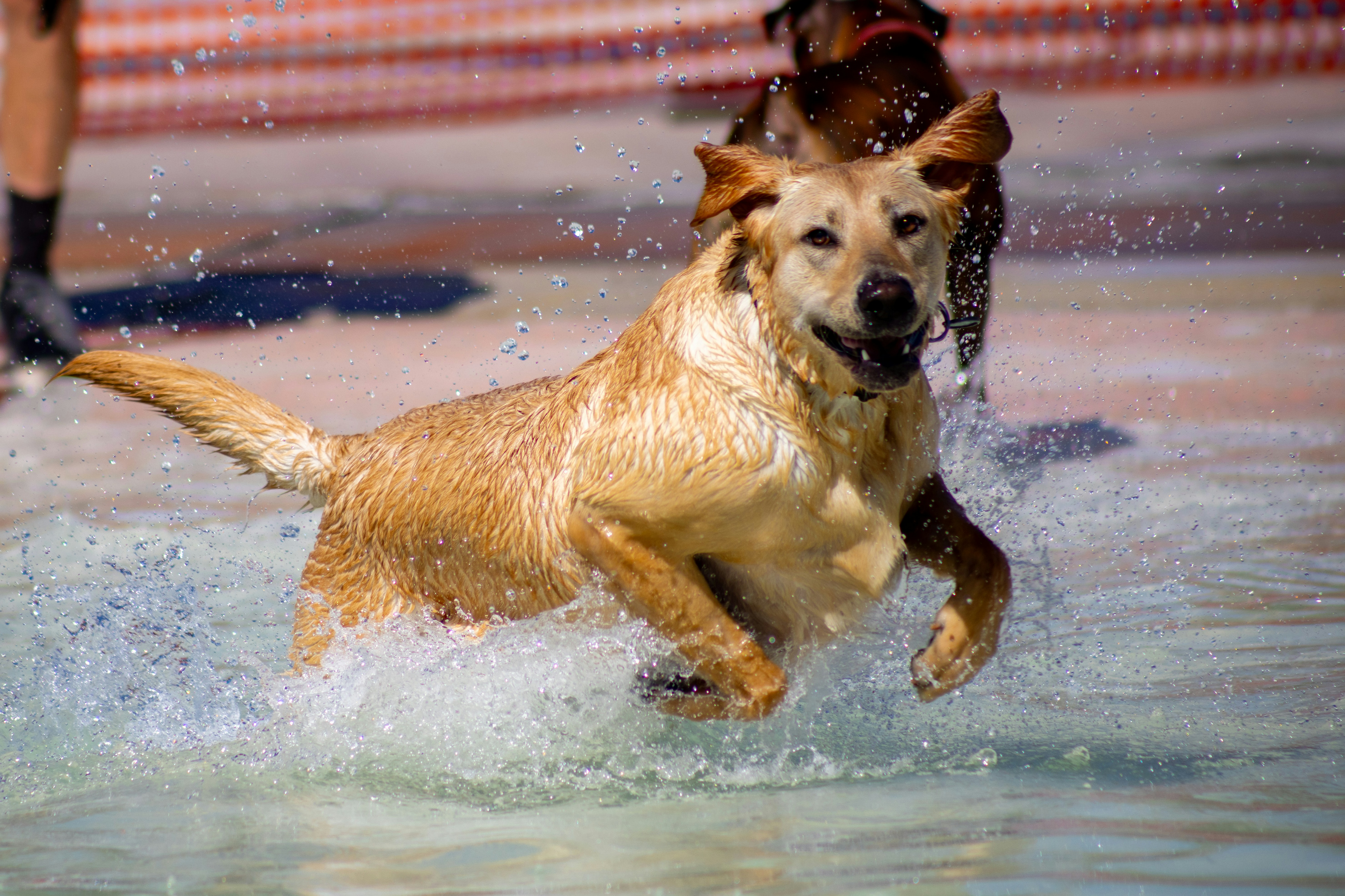 Golden Retriever training with owner