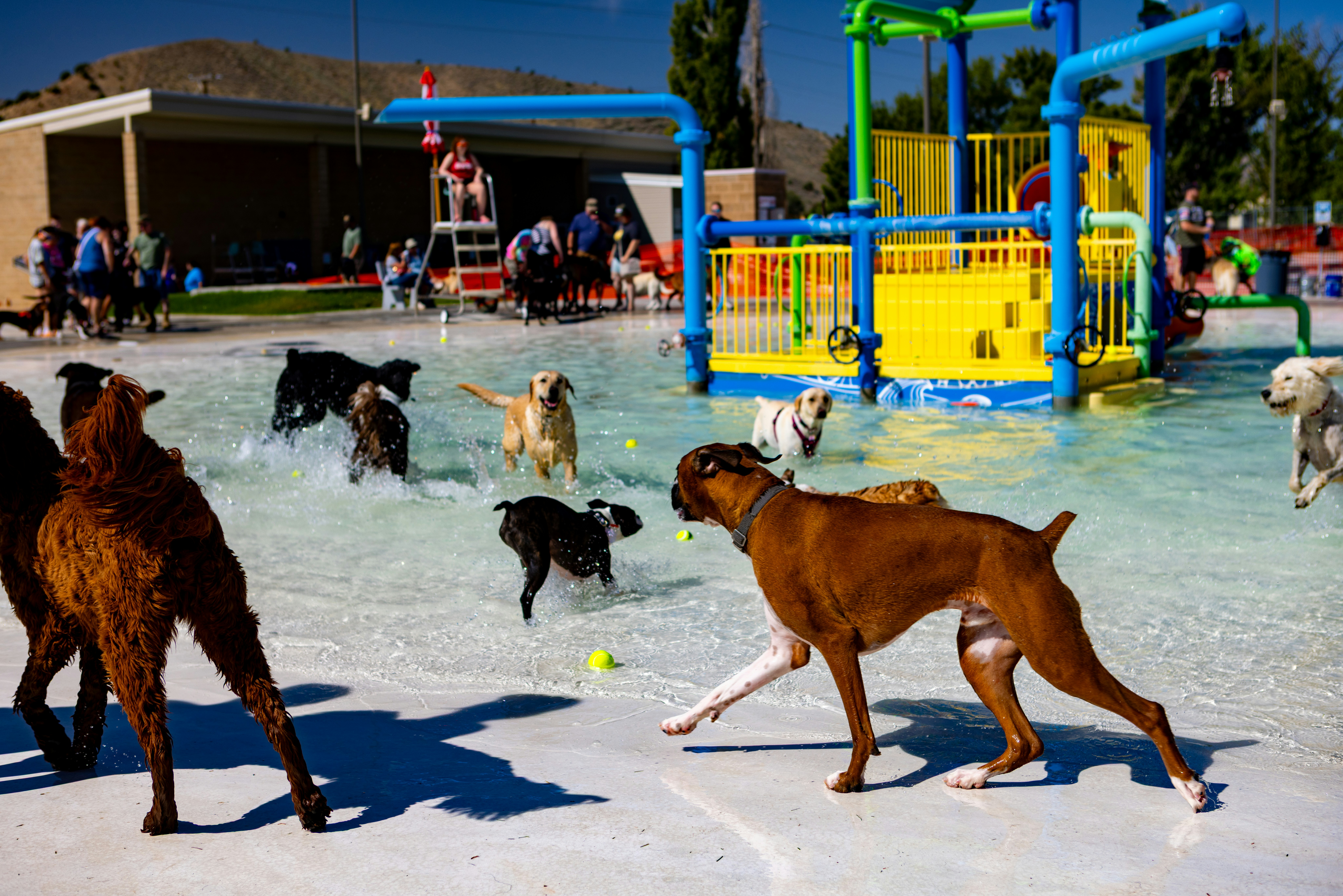 Dogs playing in a shallow water park