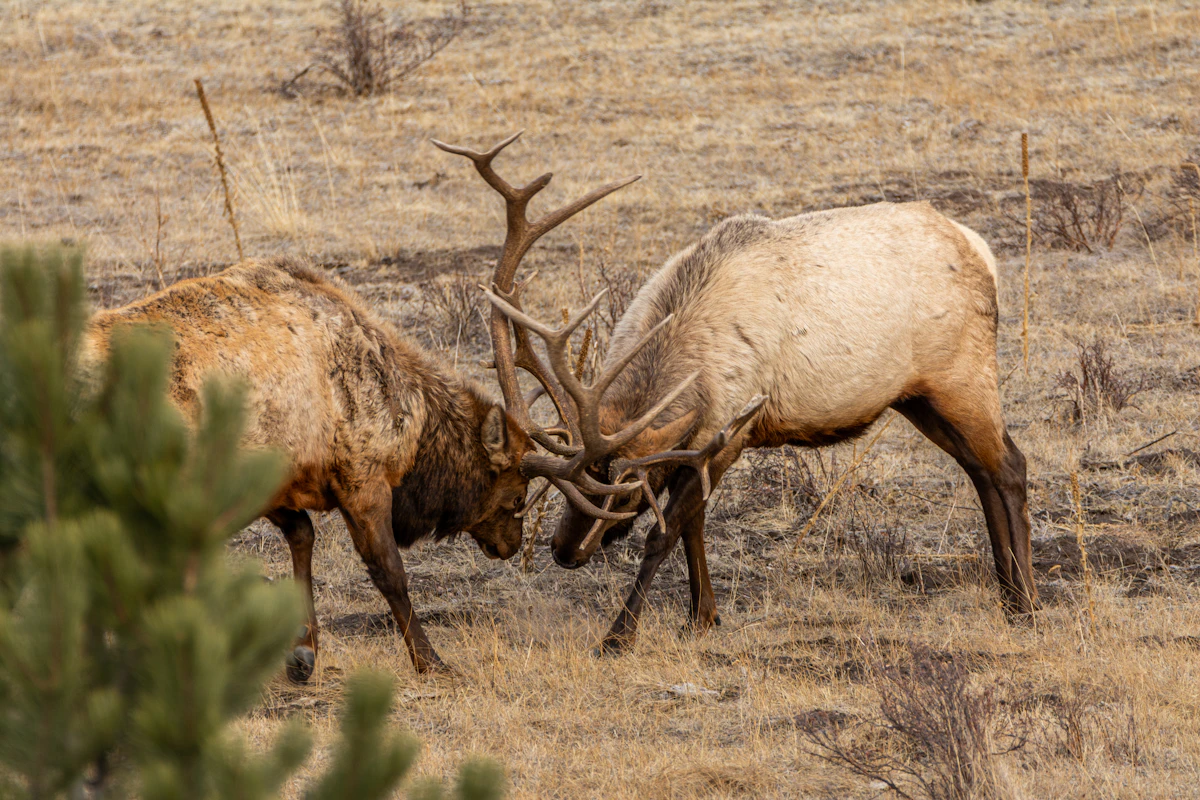 Two bull elk locking antlers in a dry grassy meadow during the autumn rut