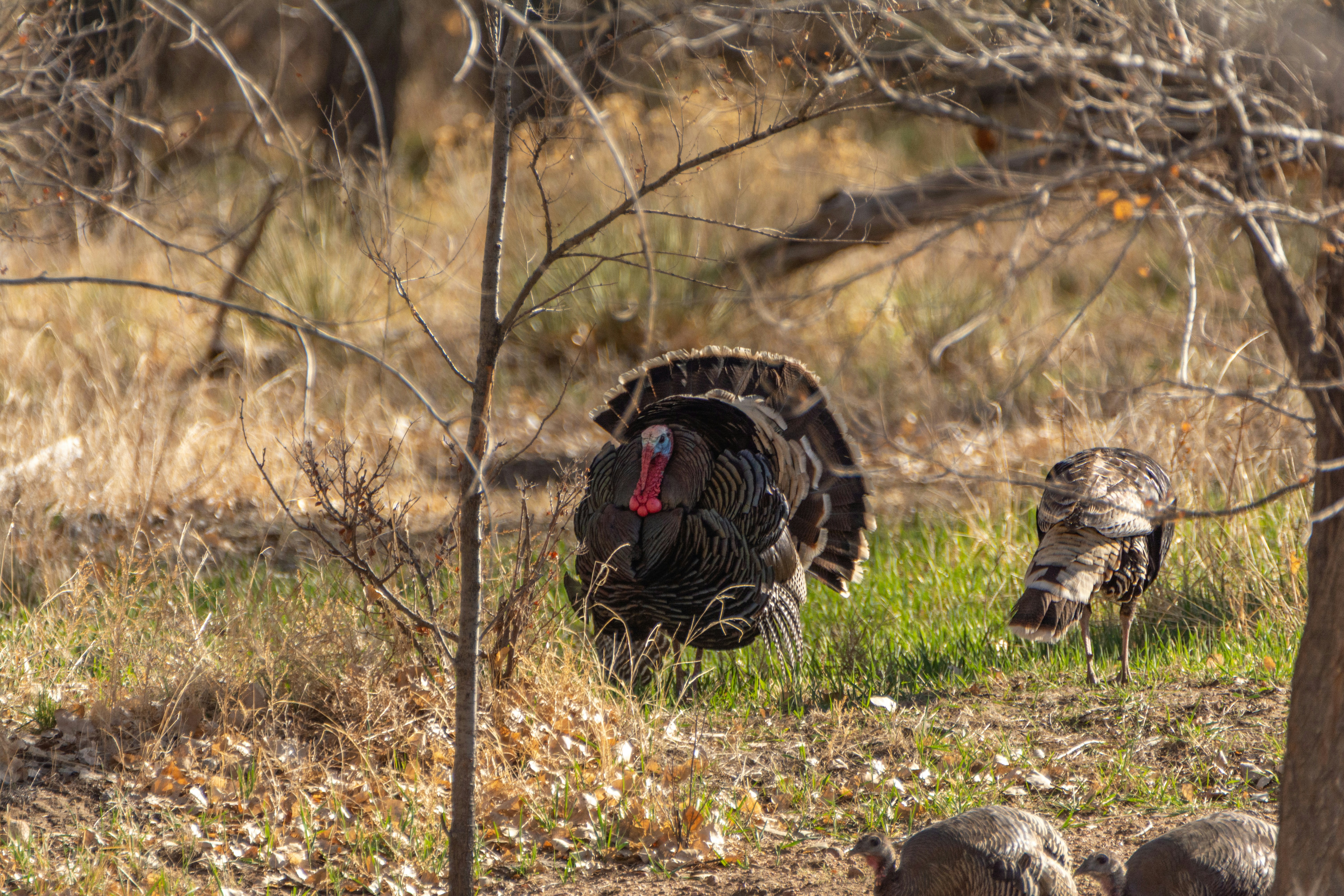 Two turkeys in a grassy, wooded area.