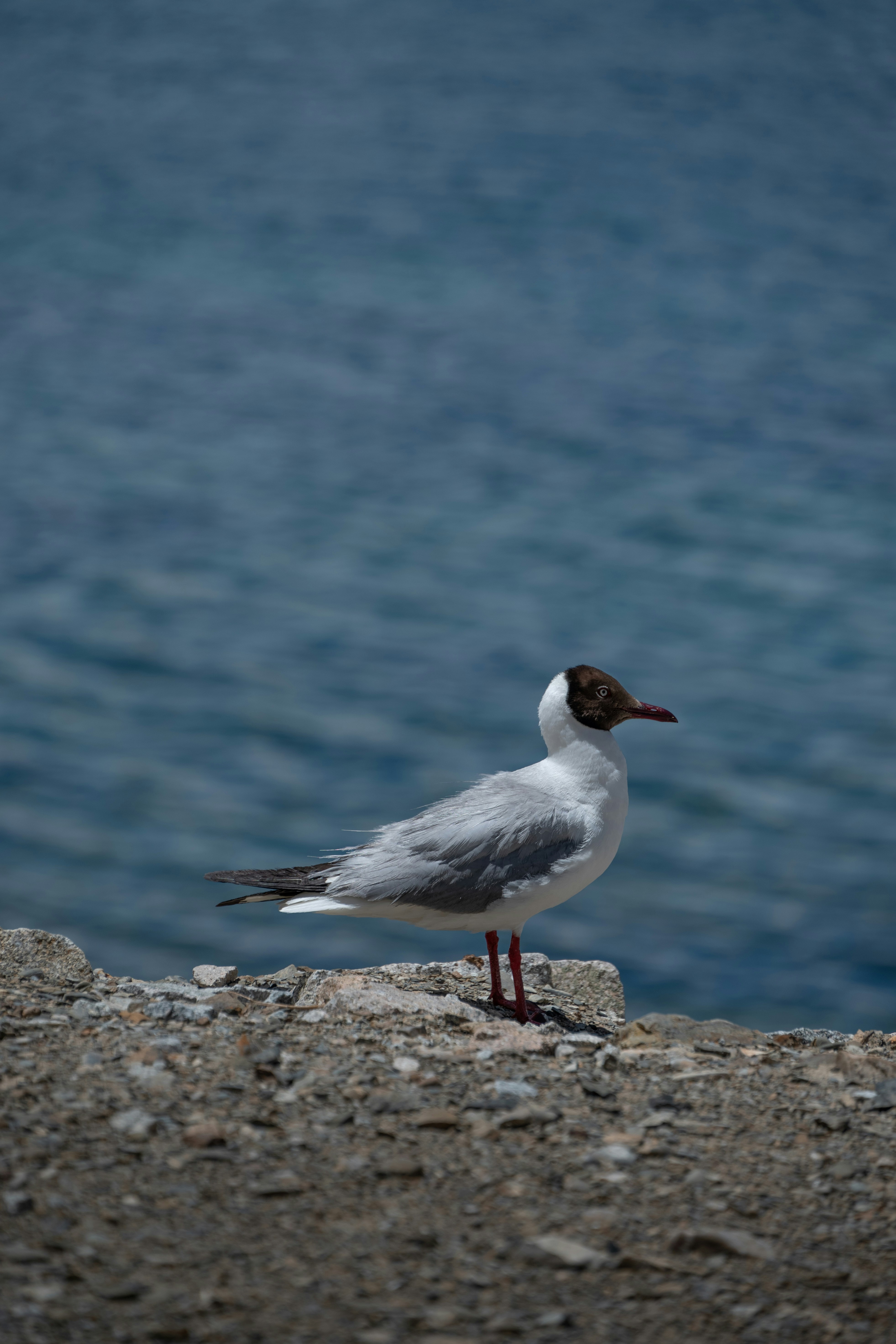 Photo by nikol_royce