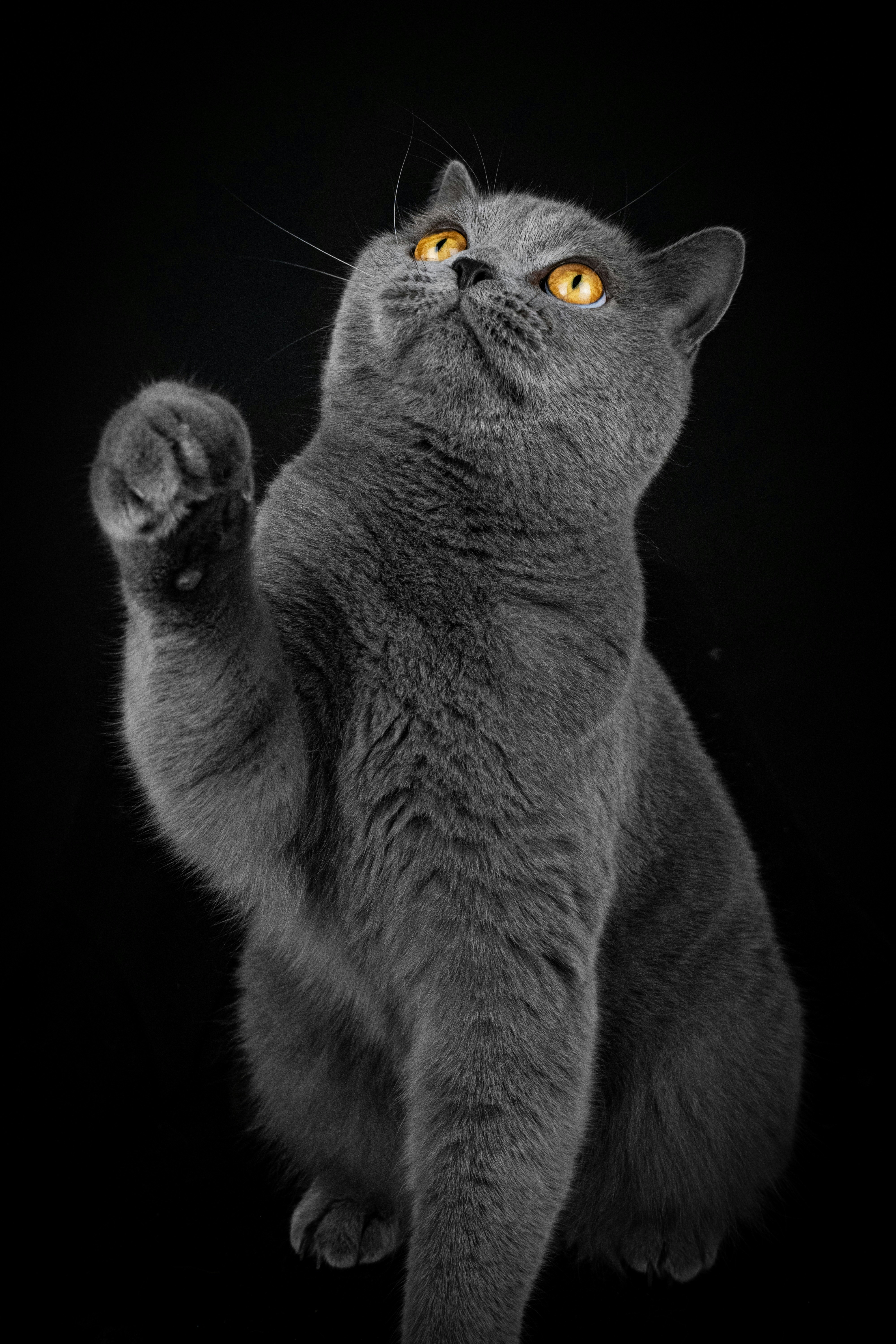 Um gato cinza com olhos laranja brilhantes se aproxima.