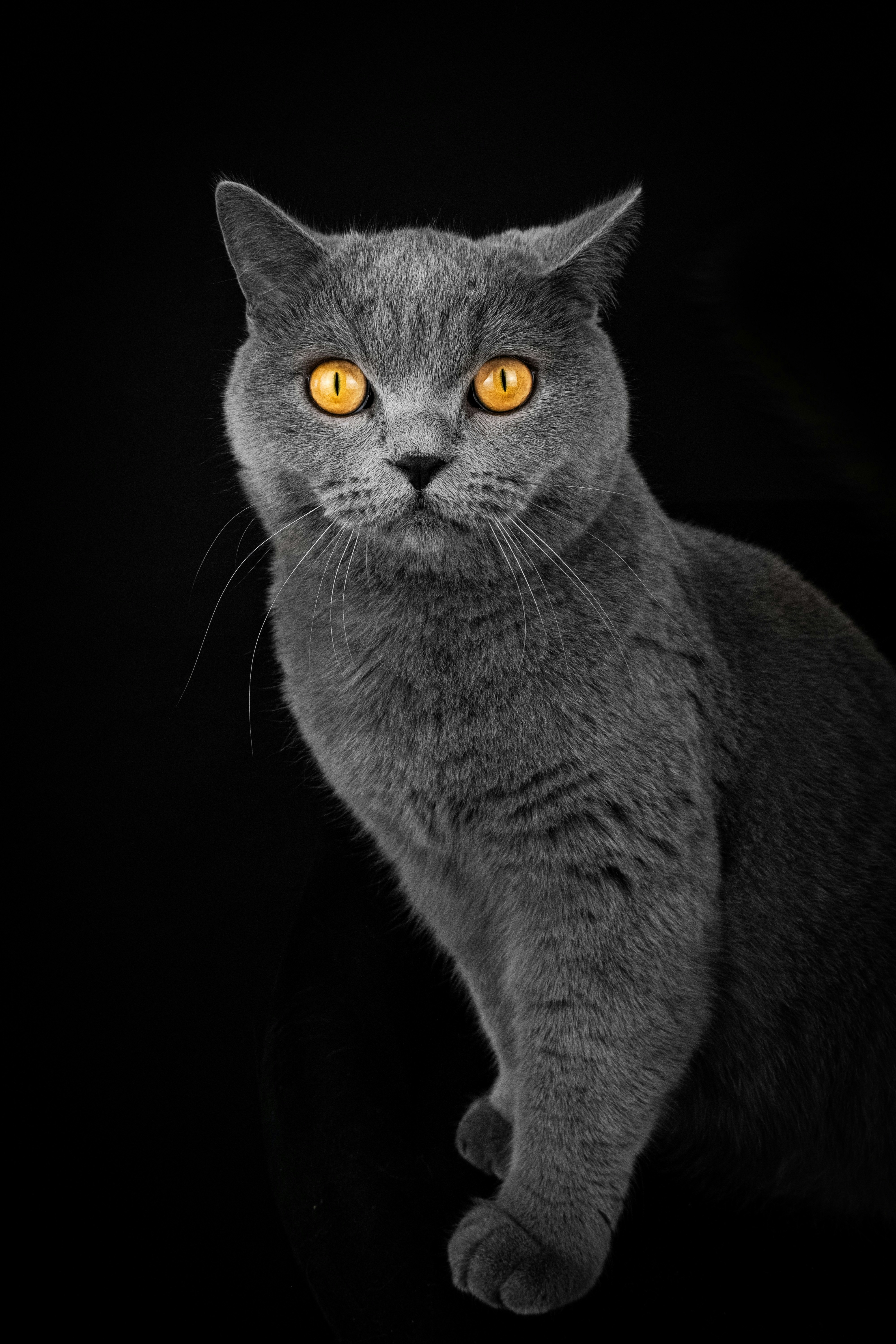 Um gato de pêlo curto britânico cinza com olhos laranja brilhantes.