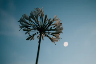 White flower against a blue sky with moon.