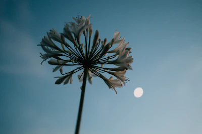 White flower against a blue sky with moon.