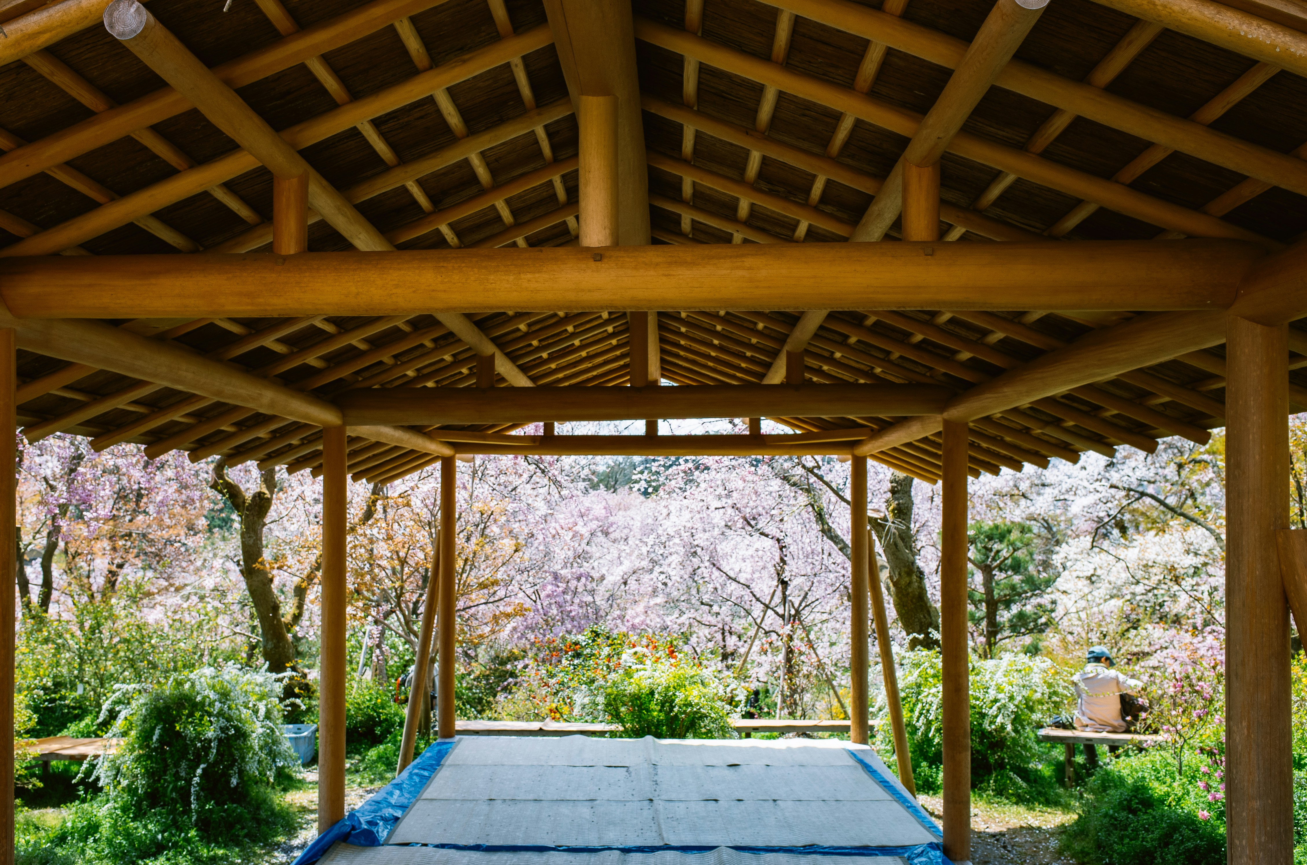 Wooden structure overlooking blooming cherry blossom trees