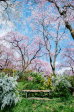 Cherry blossoms bloom over a wooden bench in a park.