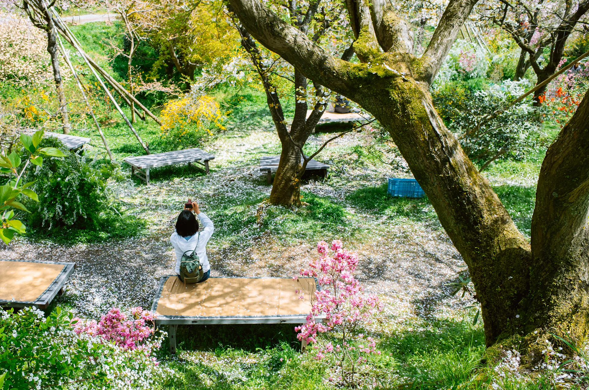 Small figure working in a Japanese garden among old trees