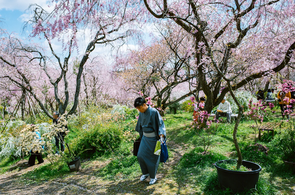 People in traditional dress walking under a canopy of blooming cherry blossom trees