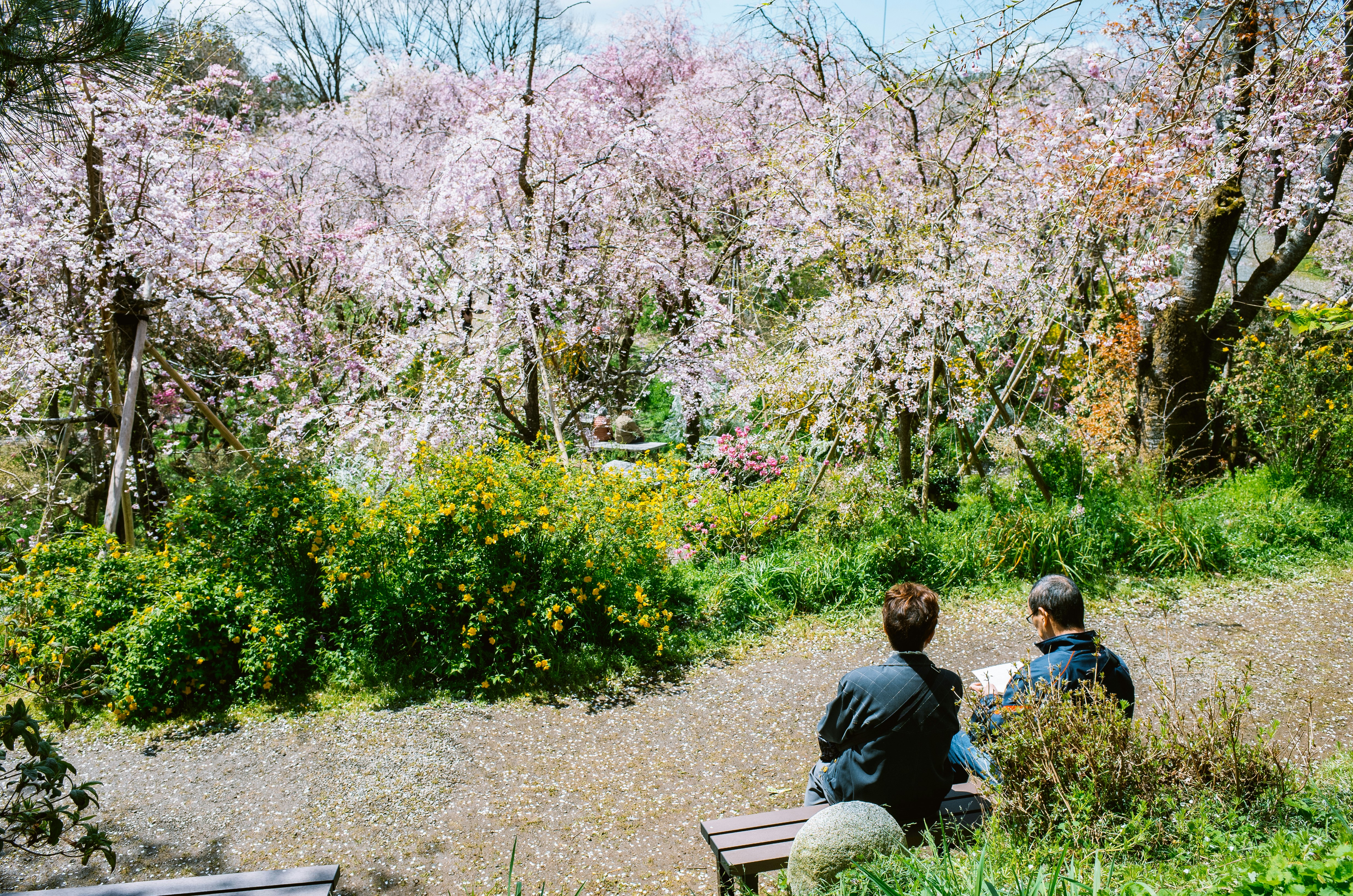 Two people sit on a bench beneath blooming cherry trees.