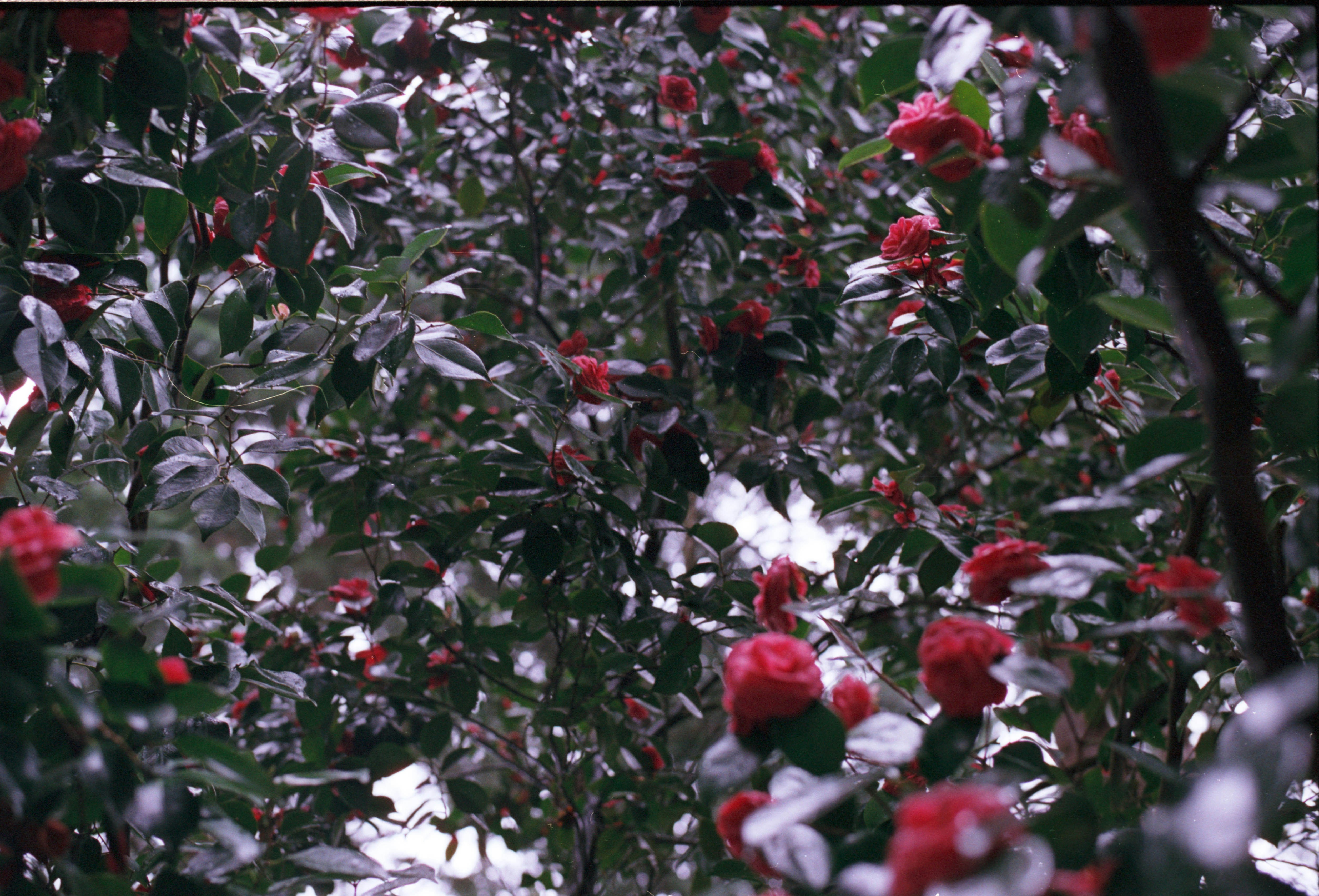 Um arbusto denso com muitas flores de camélia vermelha desabrochando.