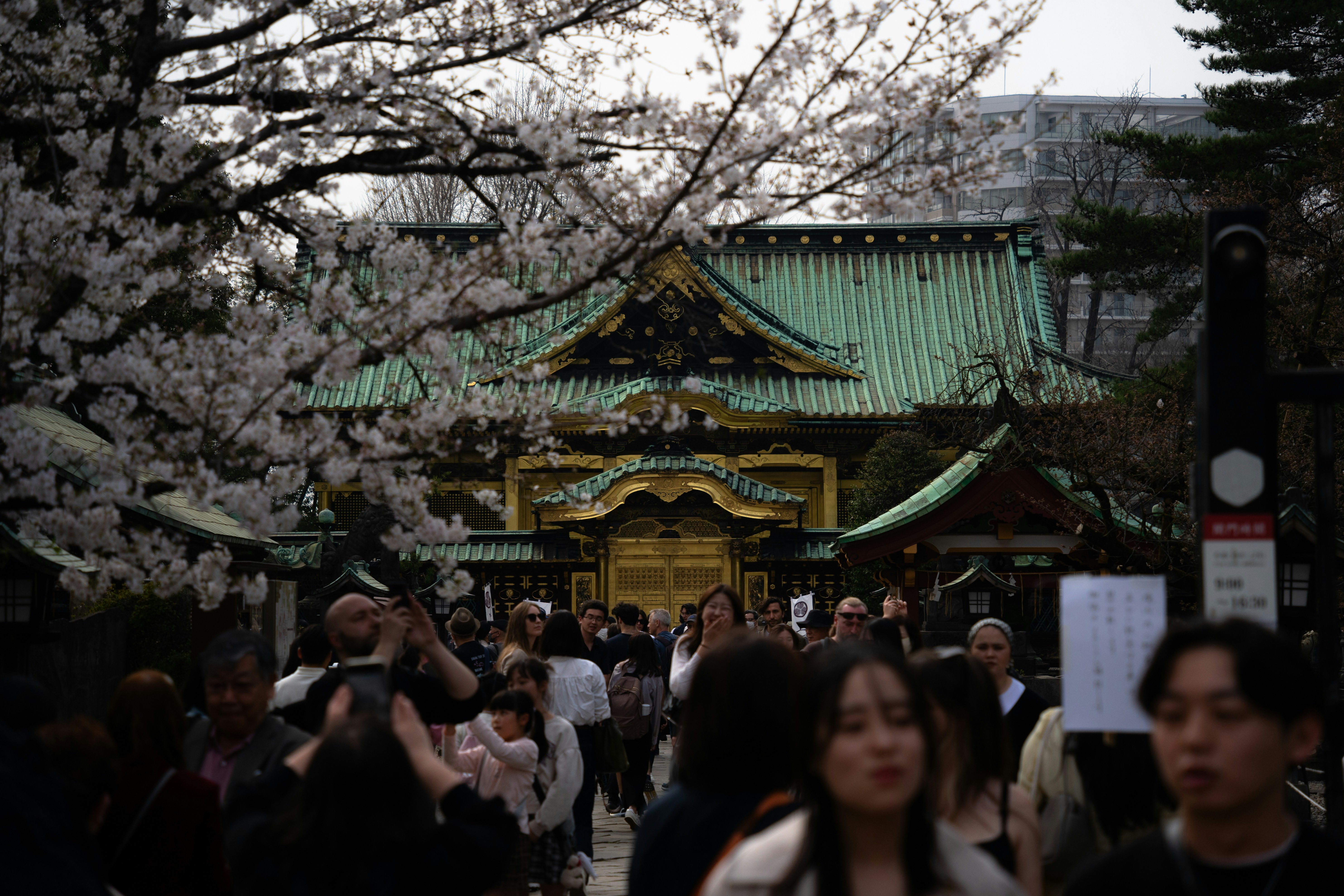 Crowd walks past a traditional japanese shrine with cherry blossoms.