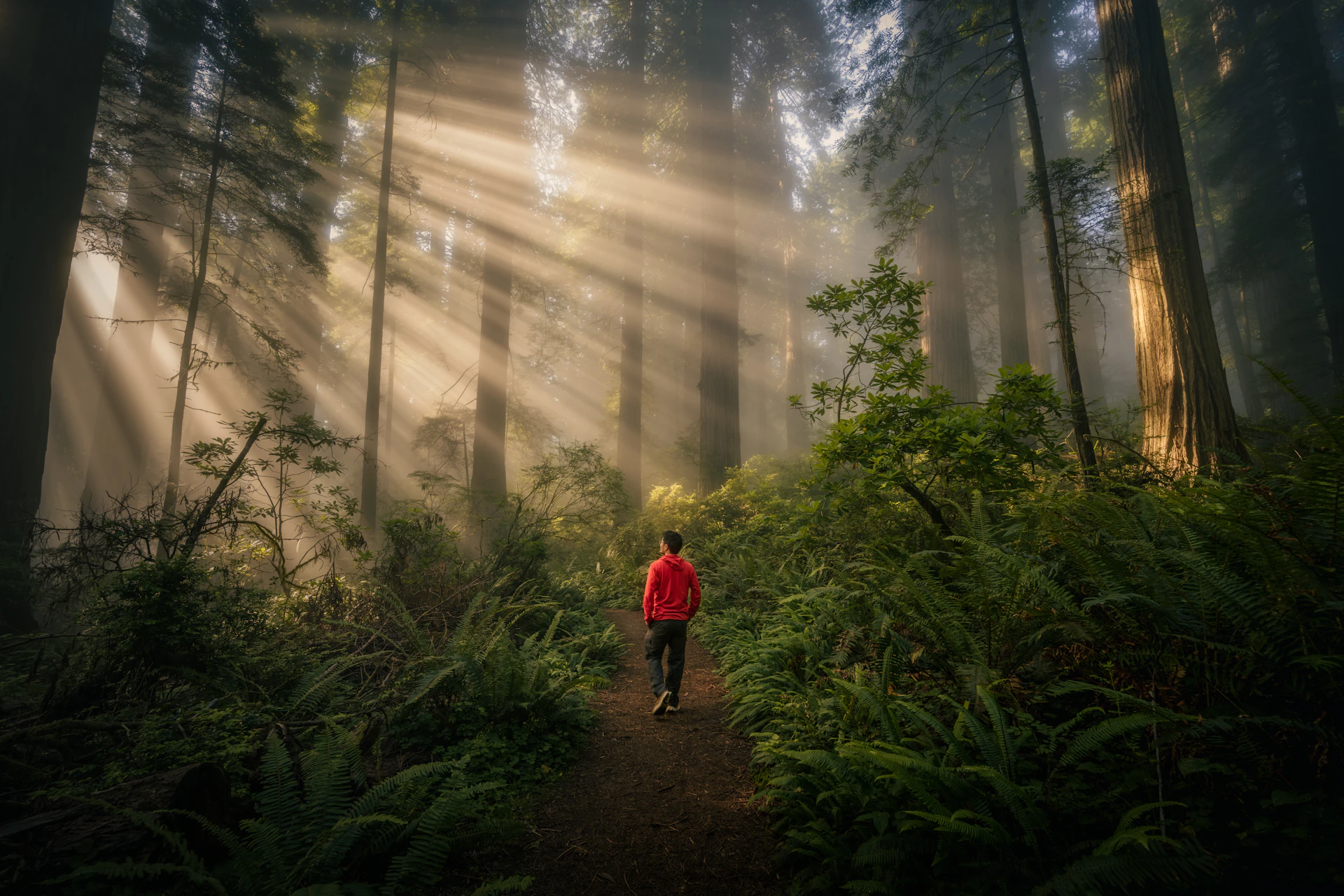 Person walking through a misty forest with sunbeams.