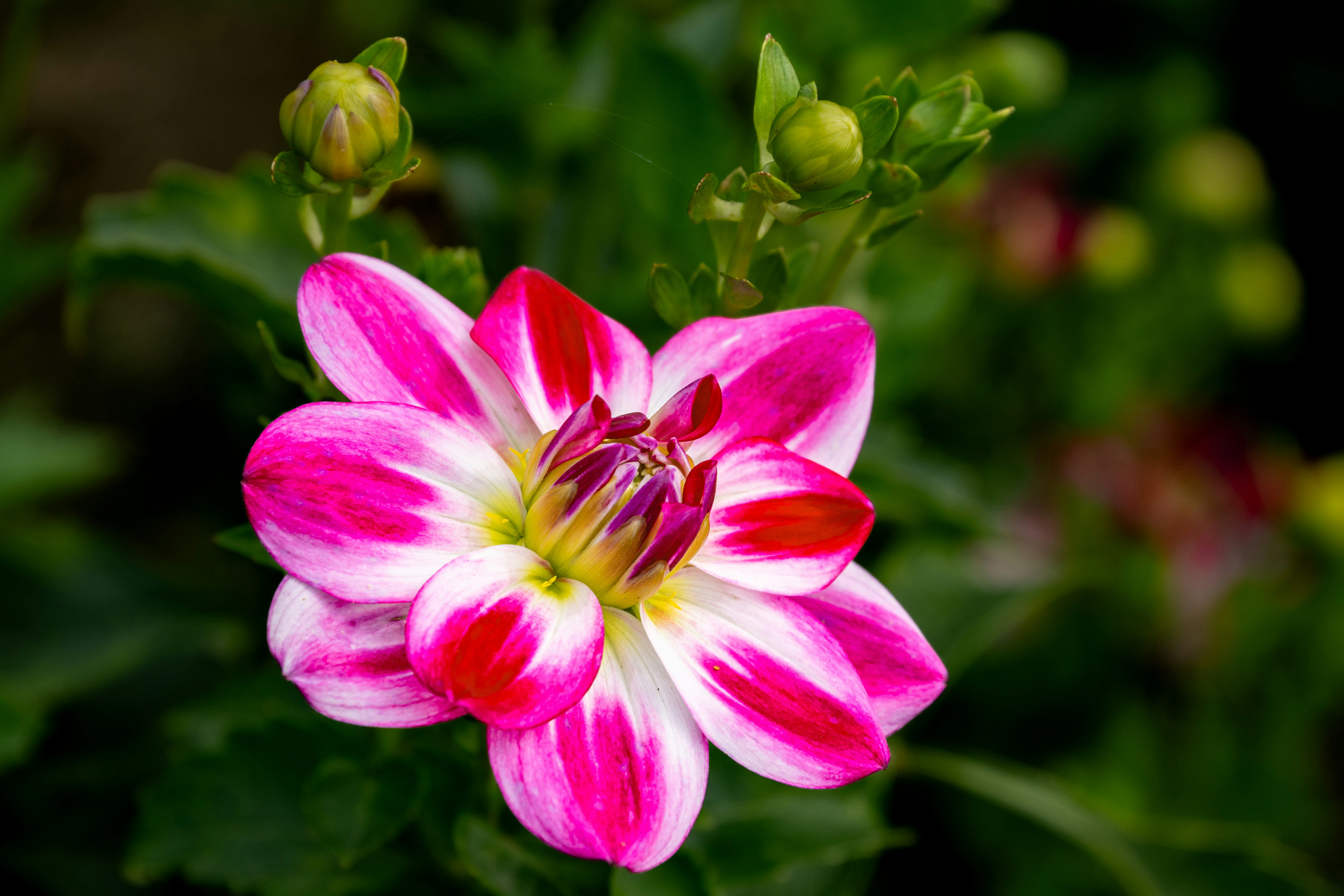 Photo by siegfriedpoepperl