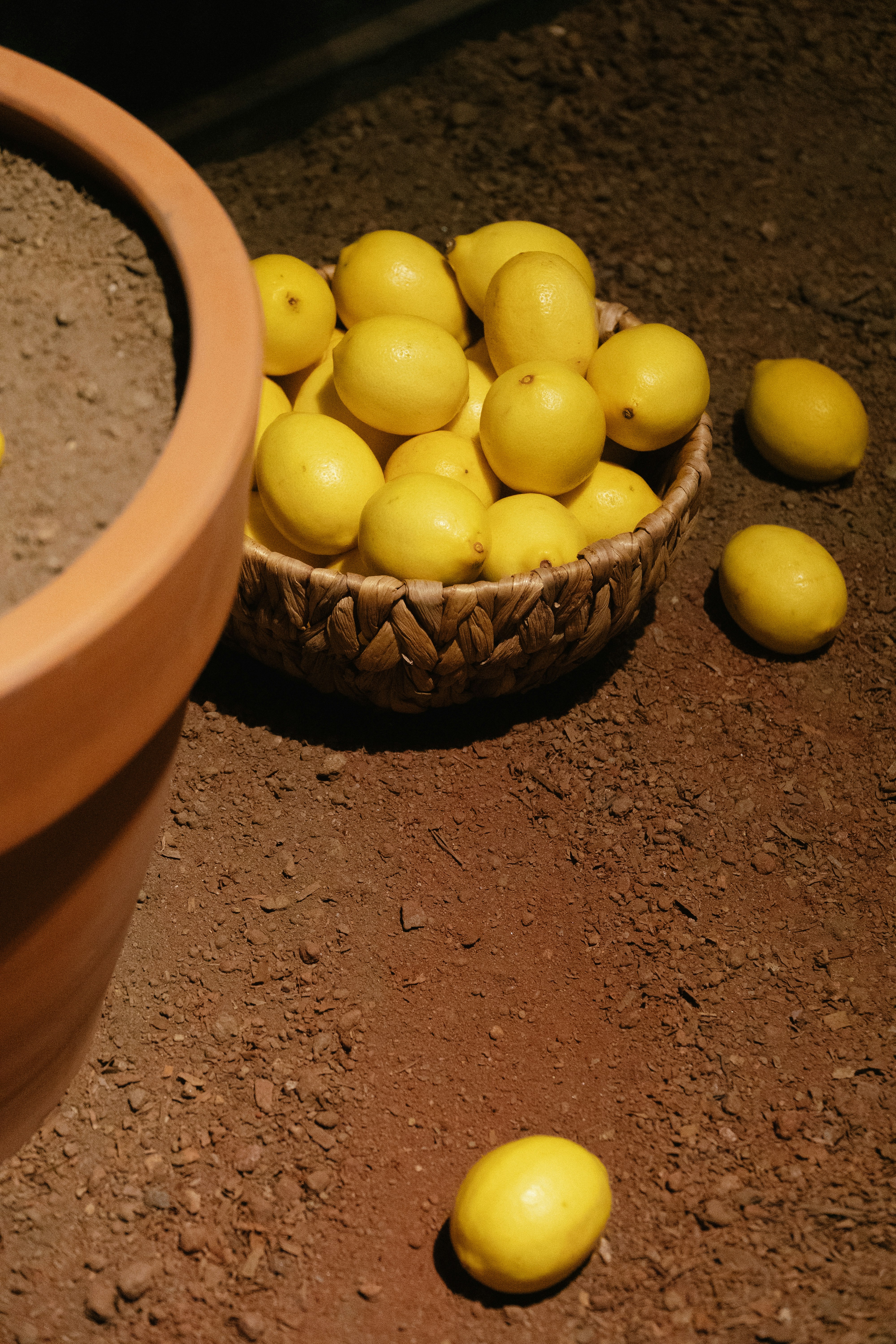 Basket of lemons on dirt with terracotta pot