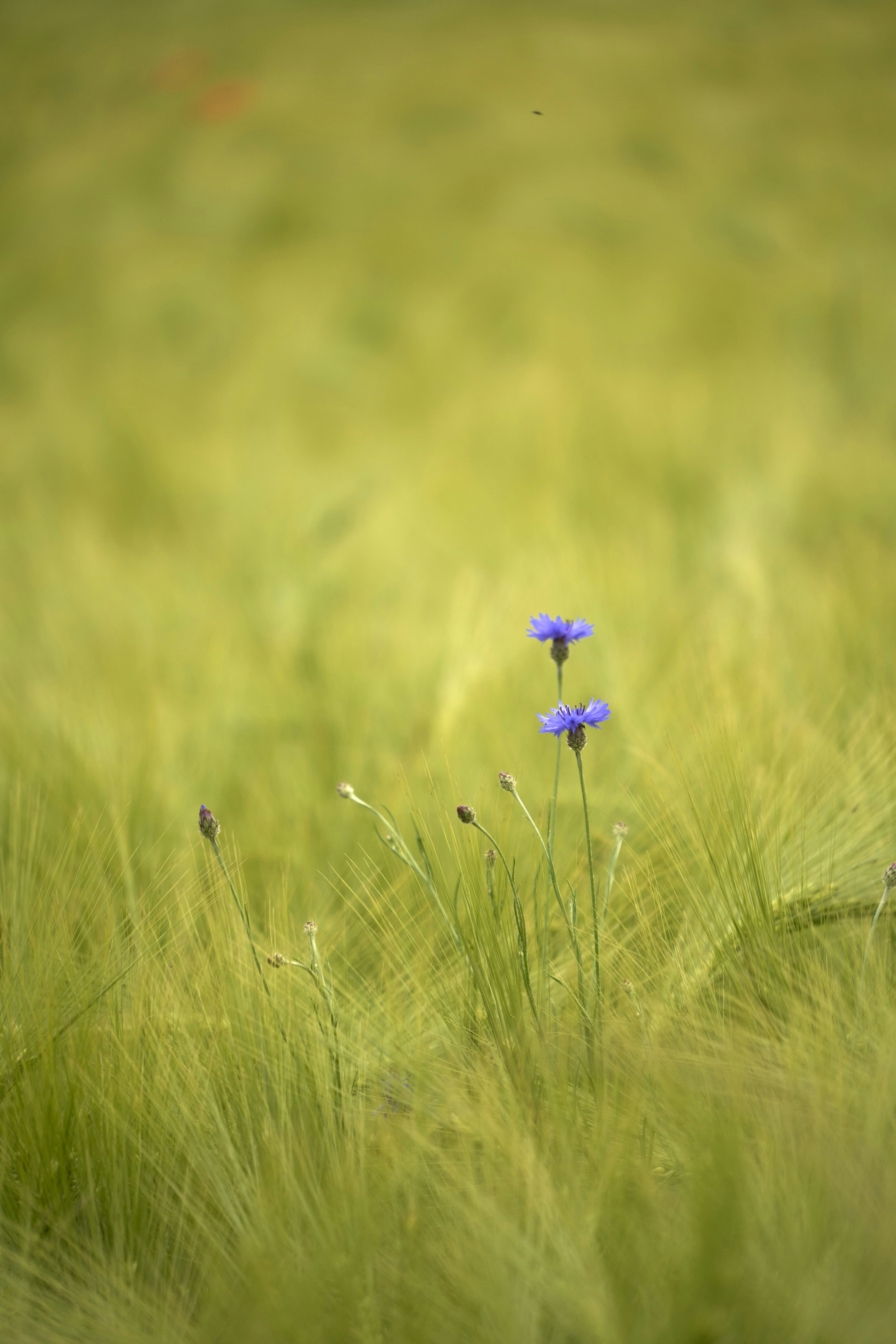 Photo by wolfgang_hasselmann