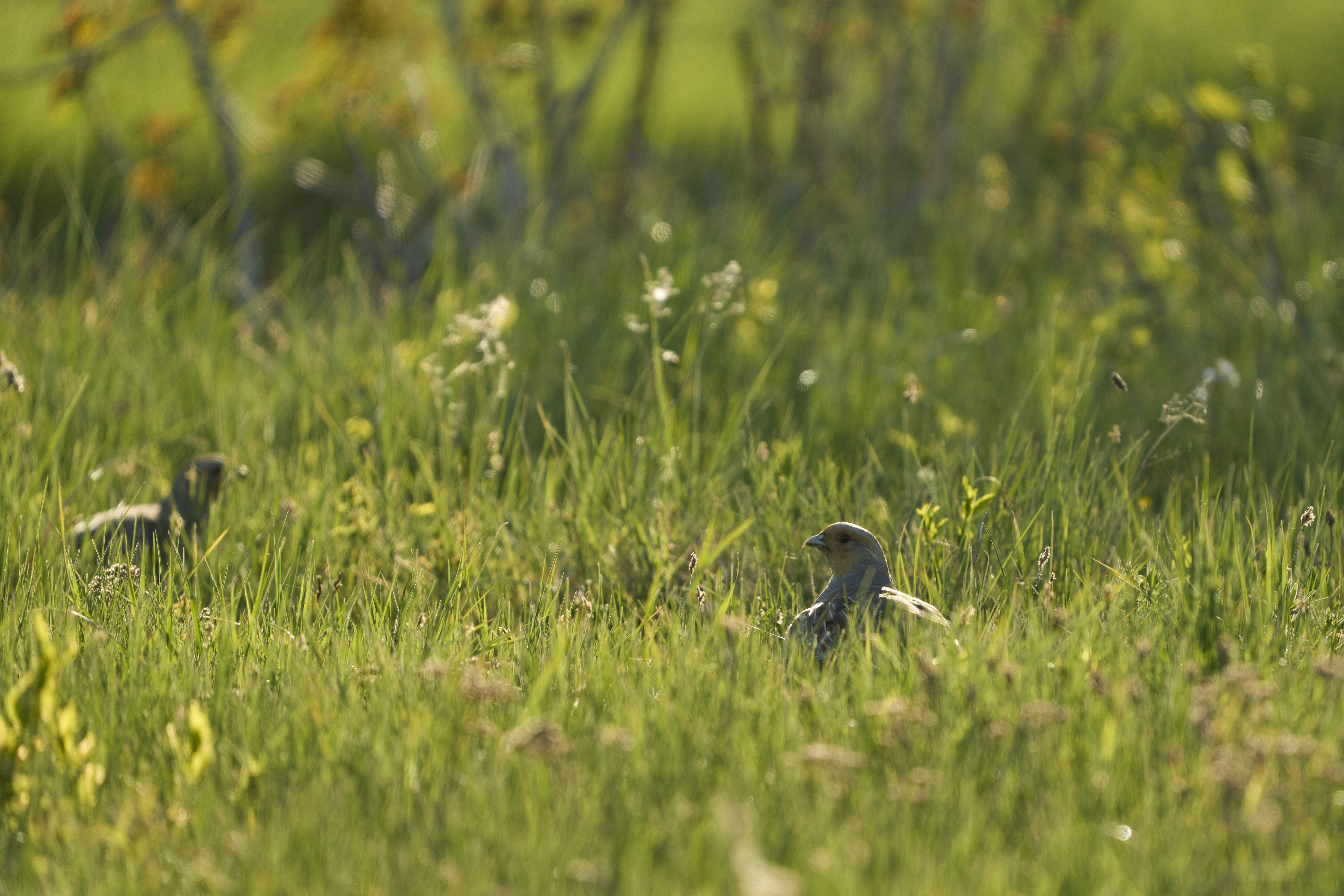 Photo by wolfgang_hasselmann