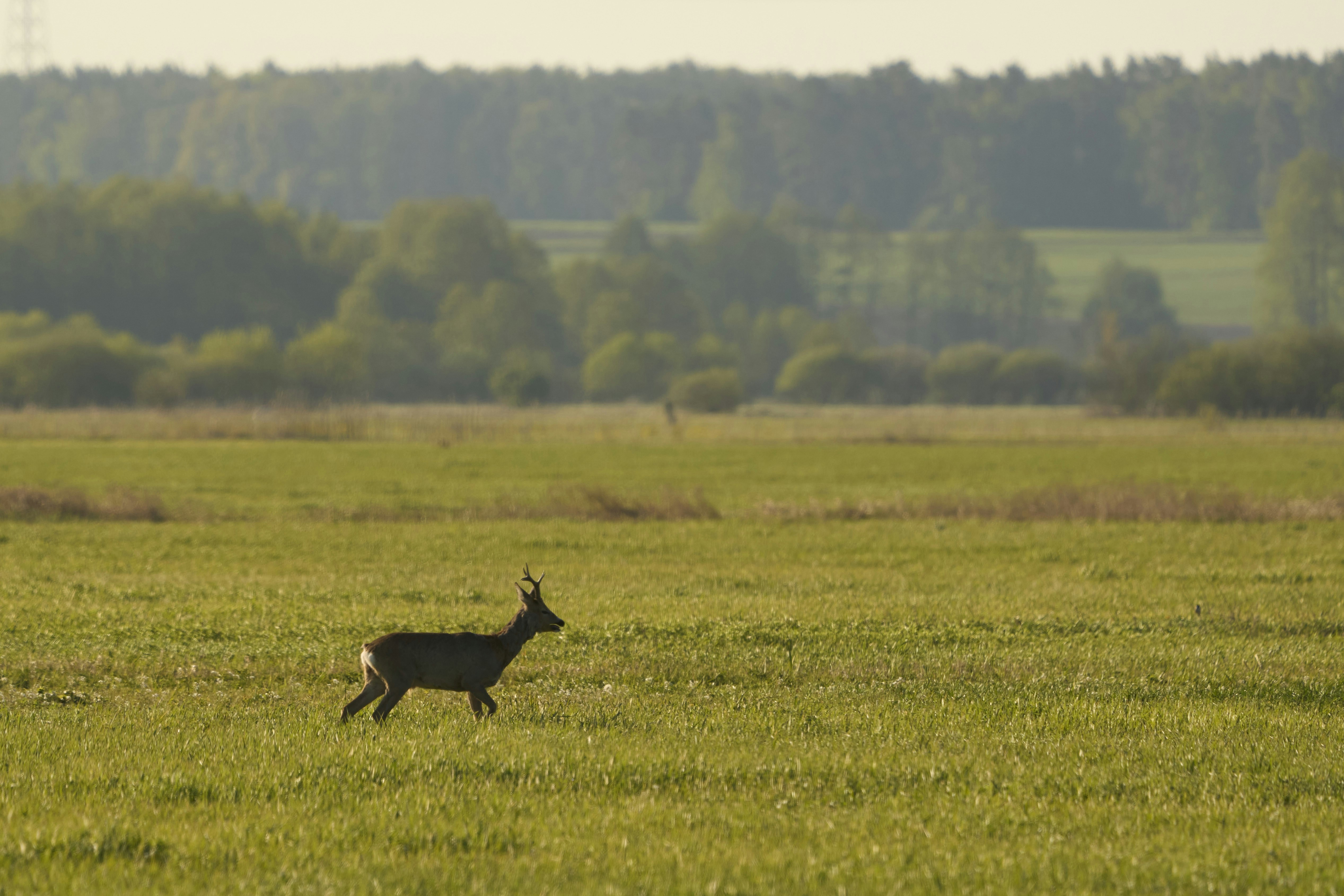 Photo by wolfgang_hasselmann