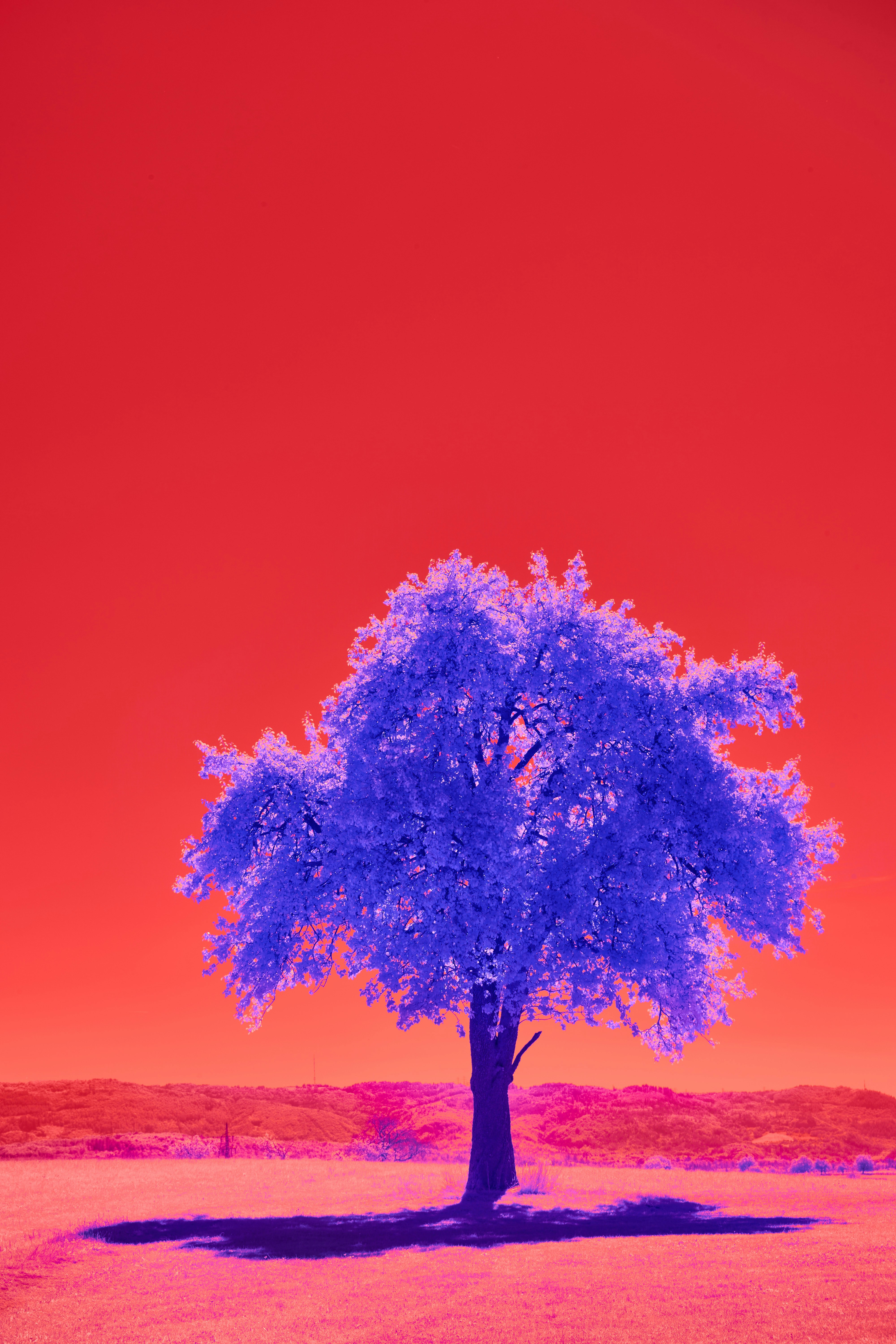 Photo by wolfgang_hasselmann