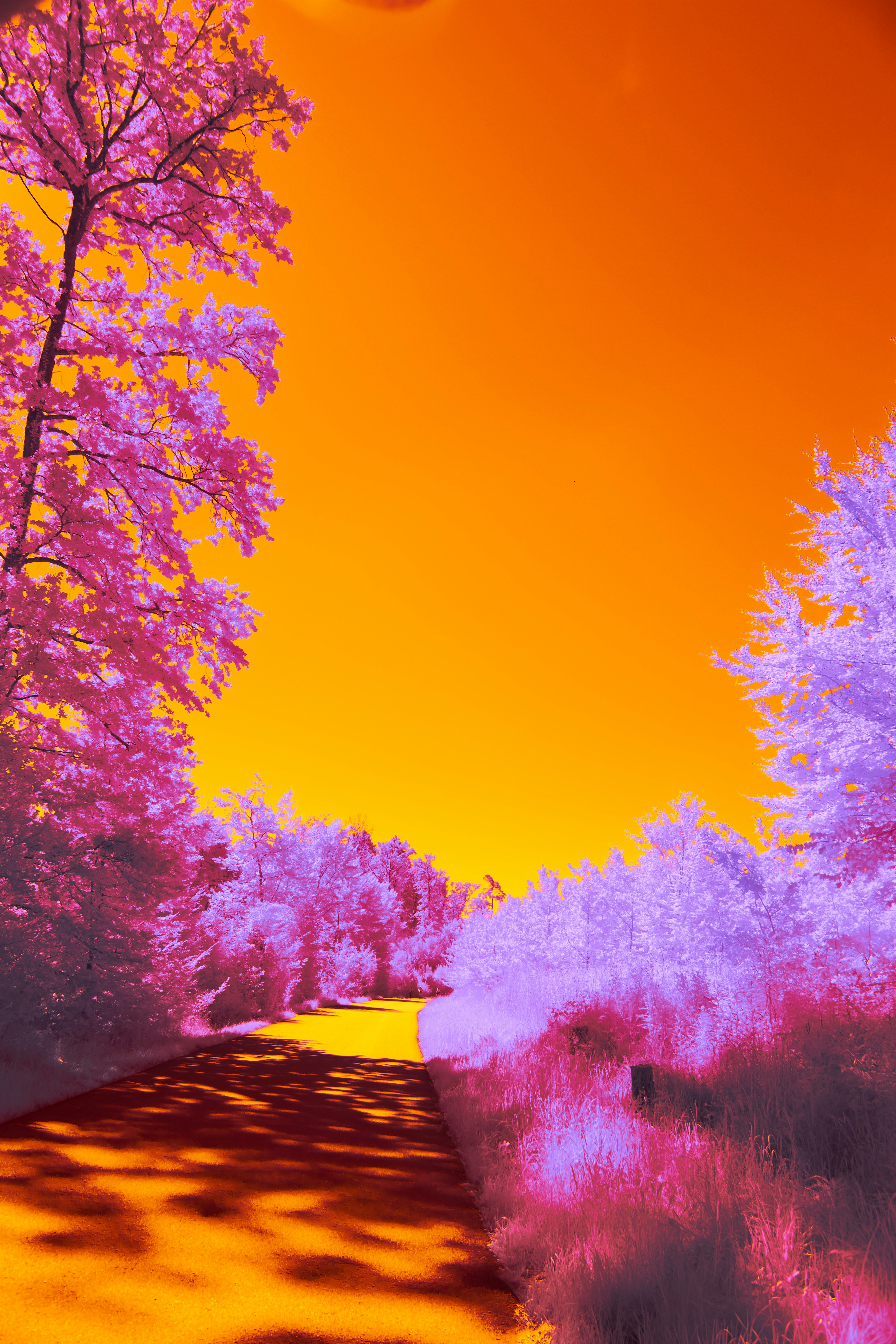 Photo by wolfgang_hasselmann