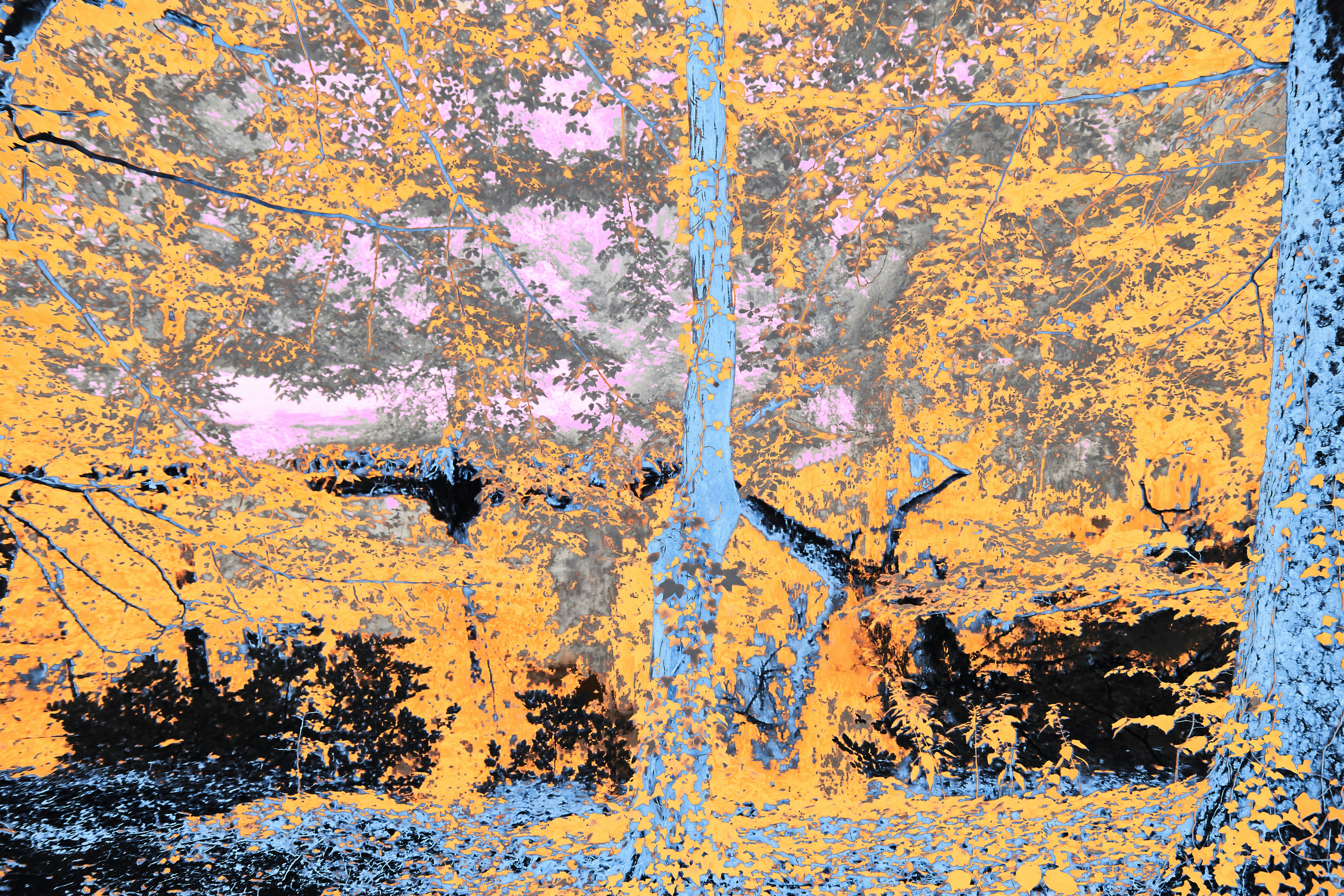 Photo by wolfgang_hasselmann