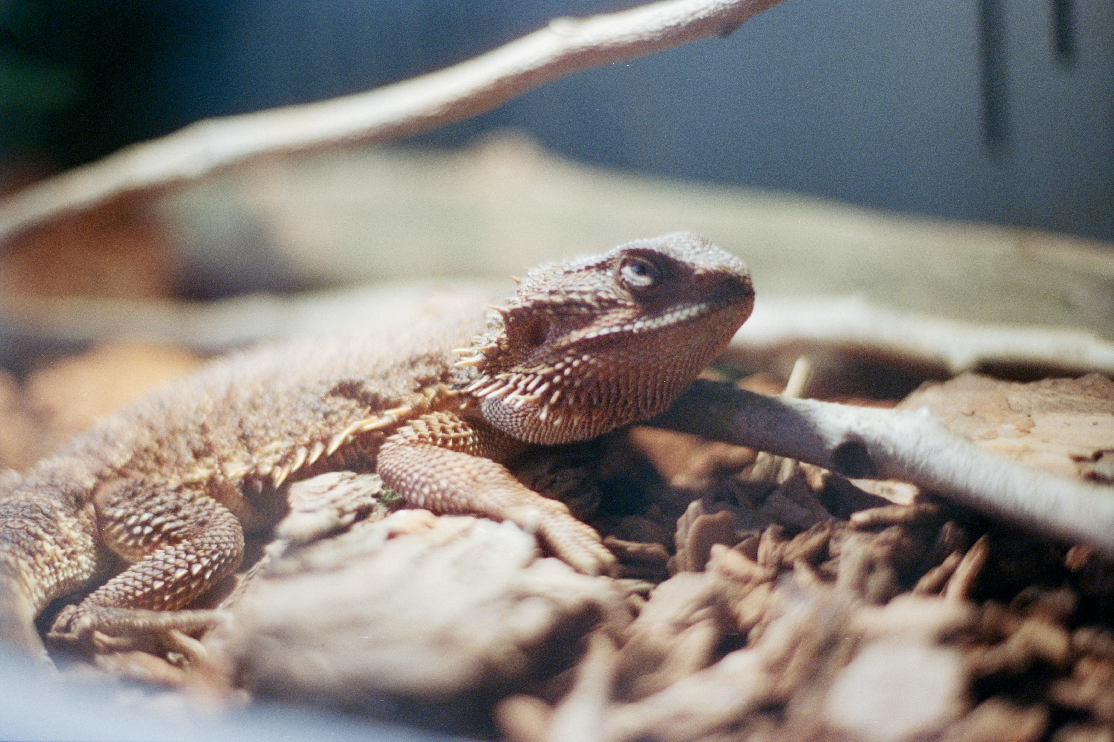 Bearded dragon on log