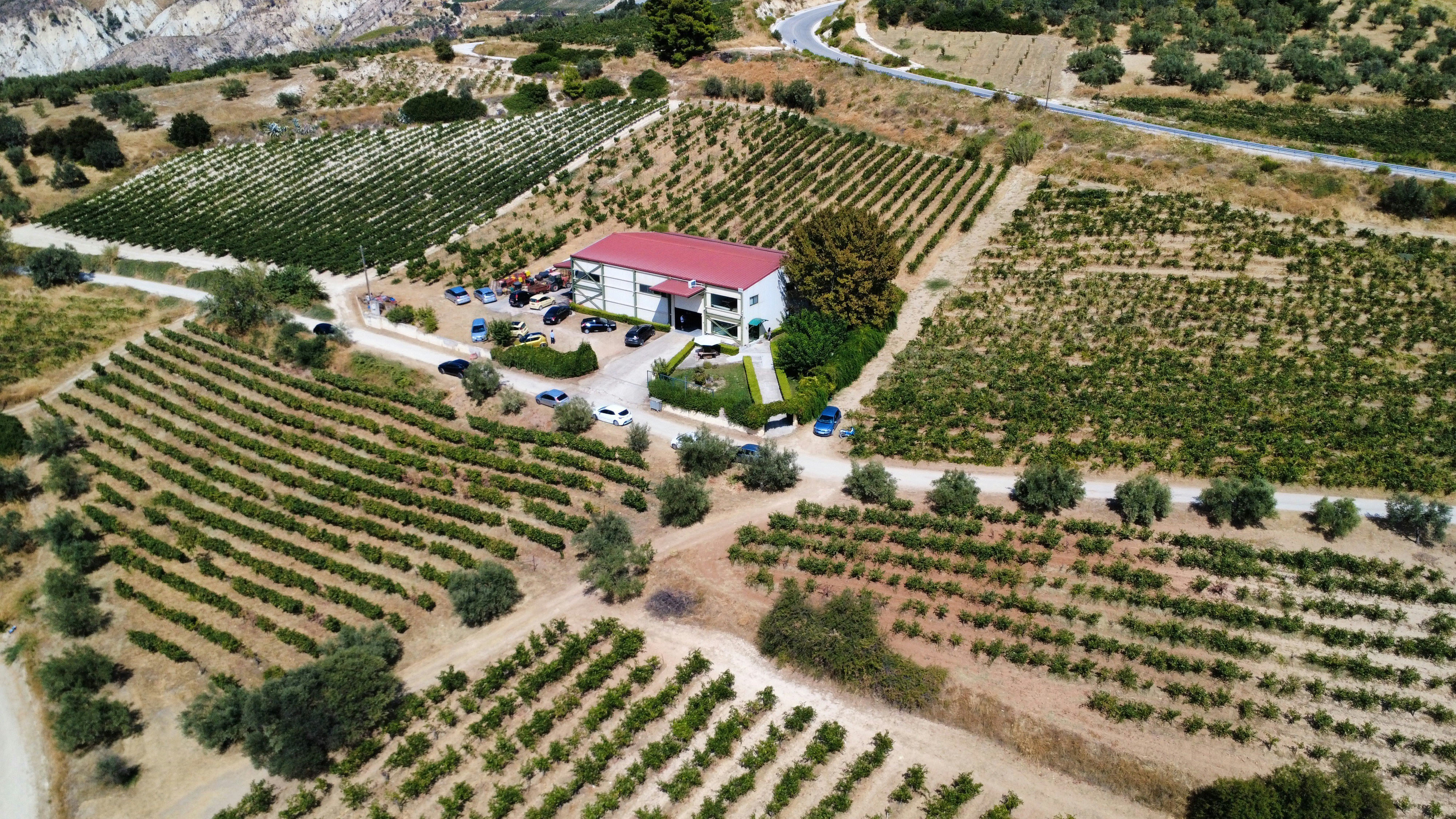 Aerial view of a vineyard with a building.