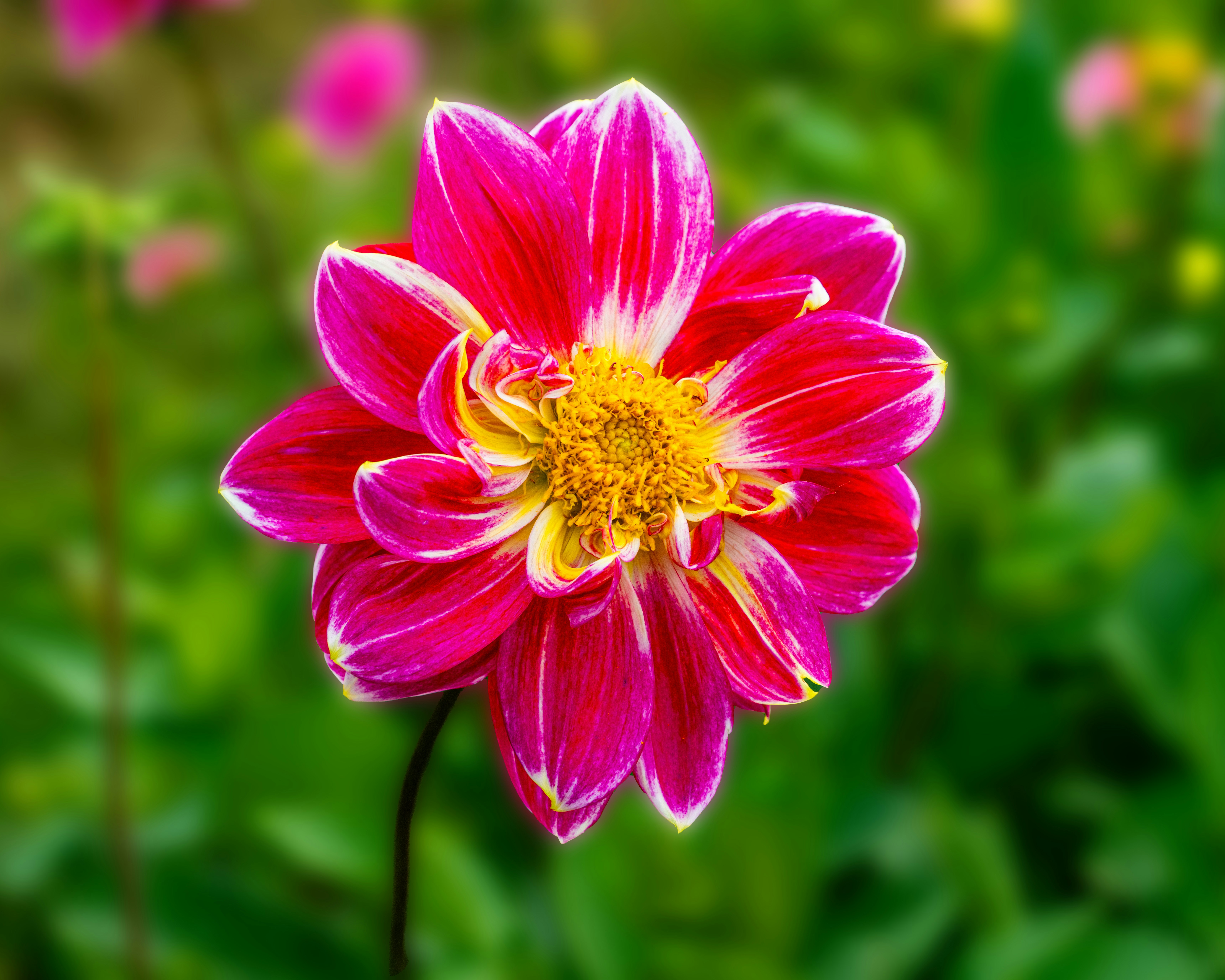 Photo by siegfriedpoepperl