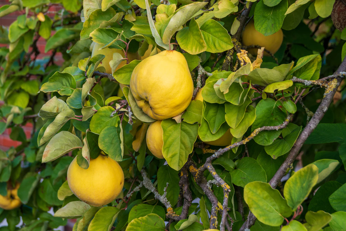 Bael Bel Tree Fruit India Sacred Shiva Bilva Patra — PlantCare