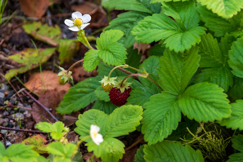 Wild strawberry plant with red ripe fruit and white flowers