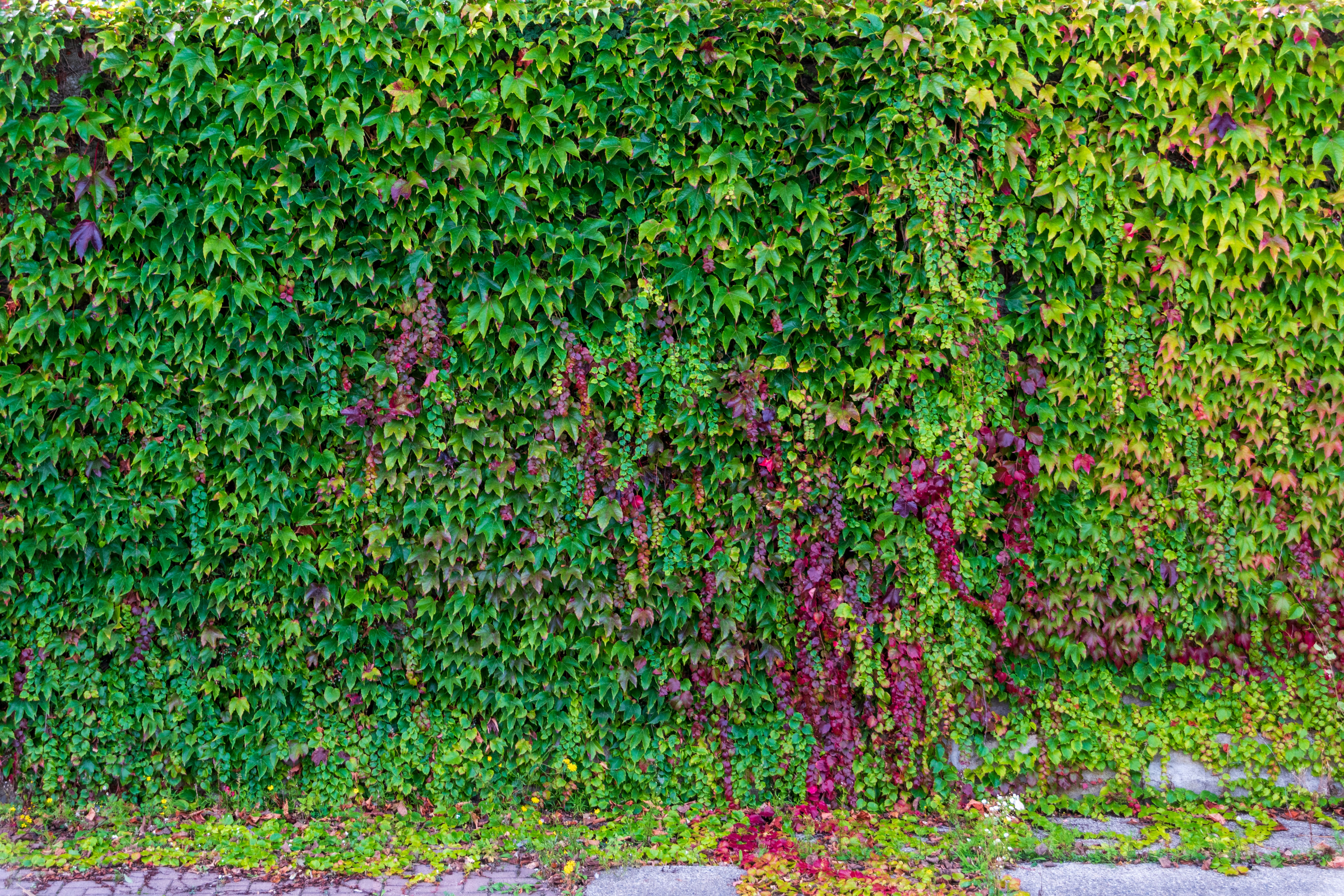 Green and red ivy covering a stone wall.