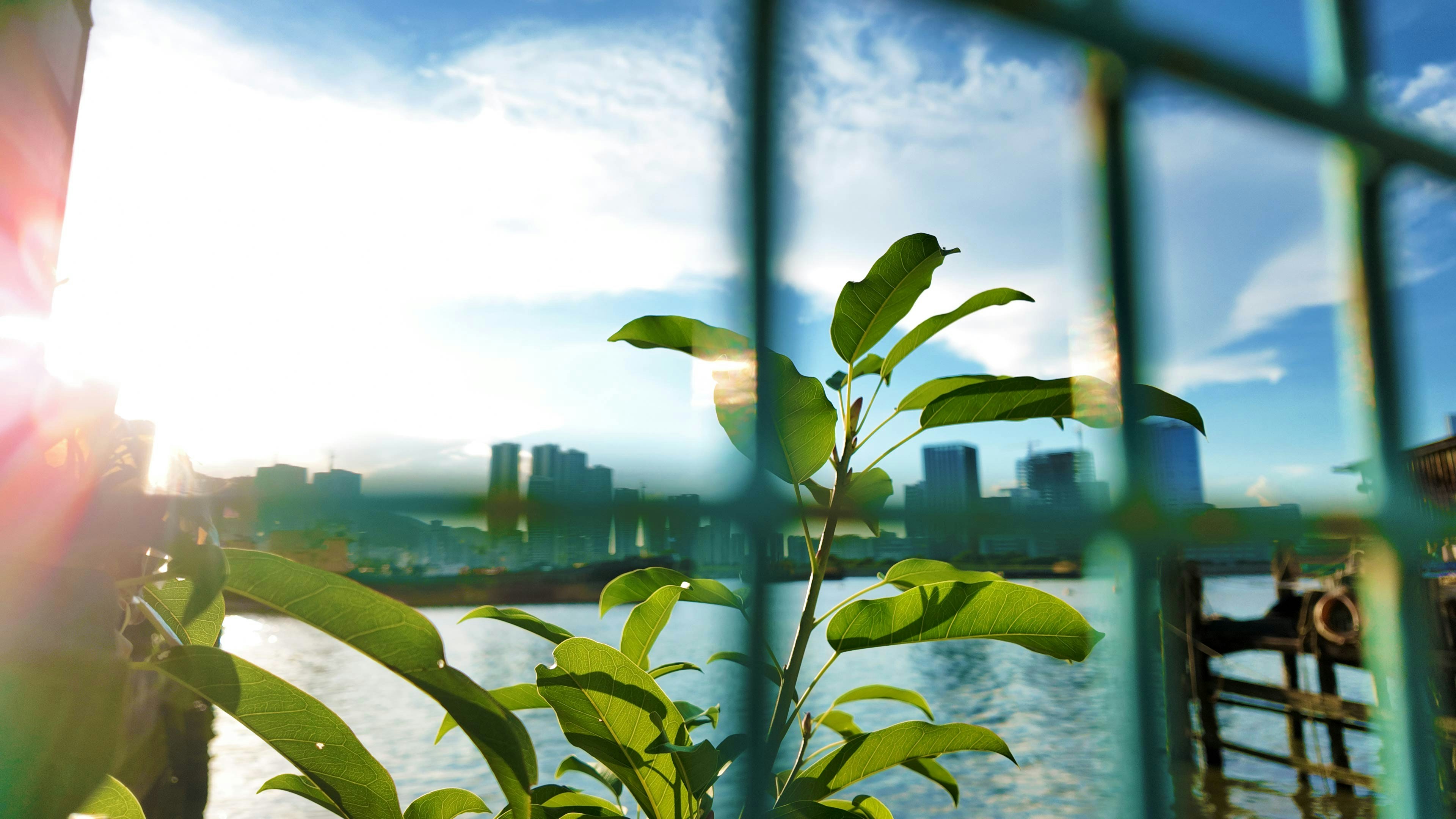Green plant in front of city buildings by water