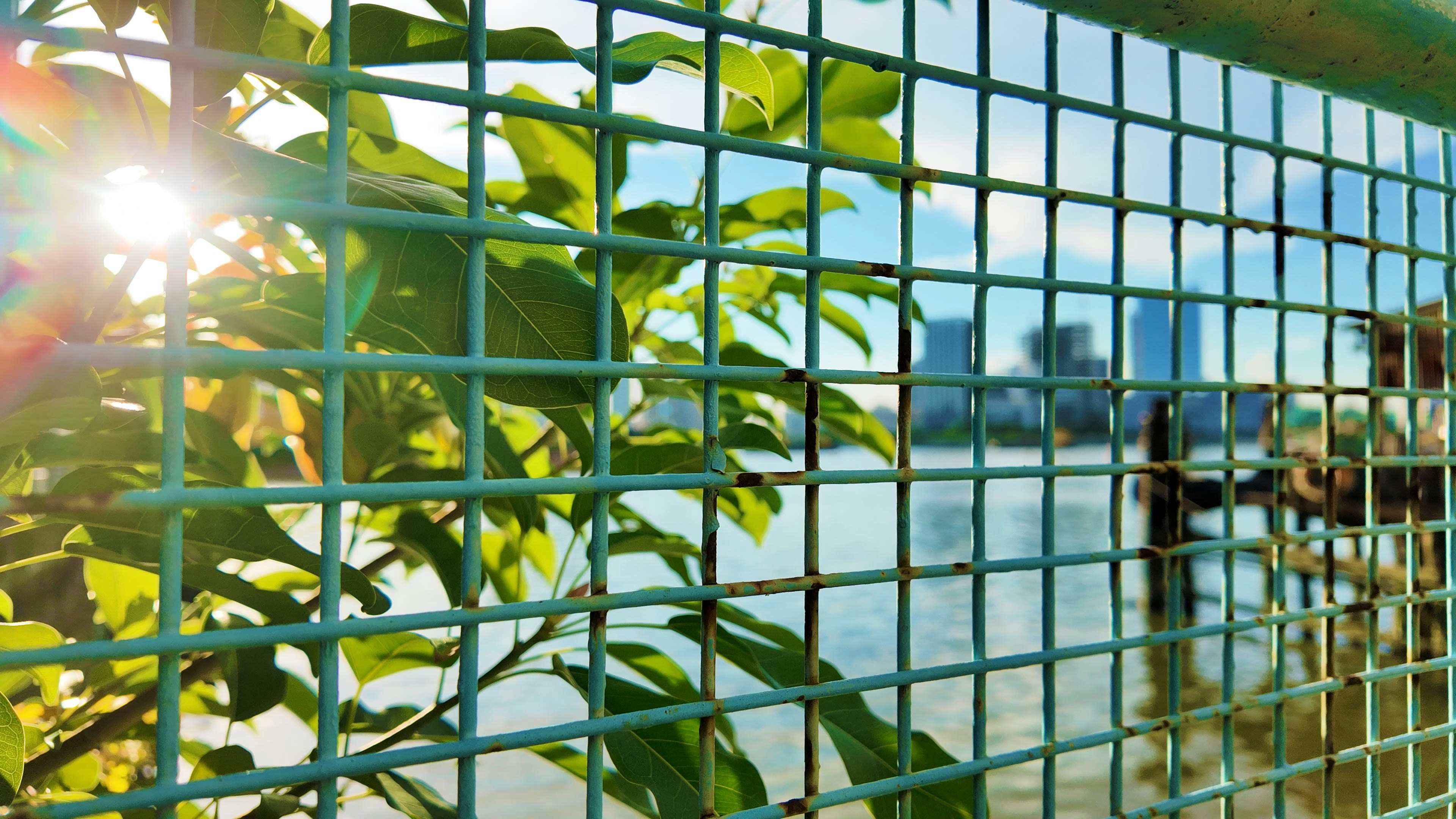 Sunlight shines through green leaves near a fence.