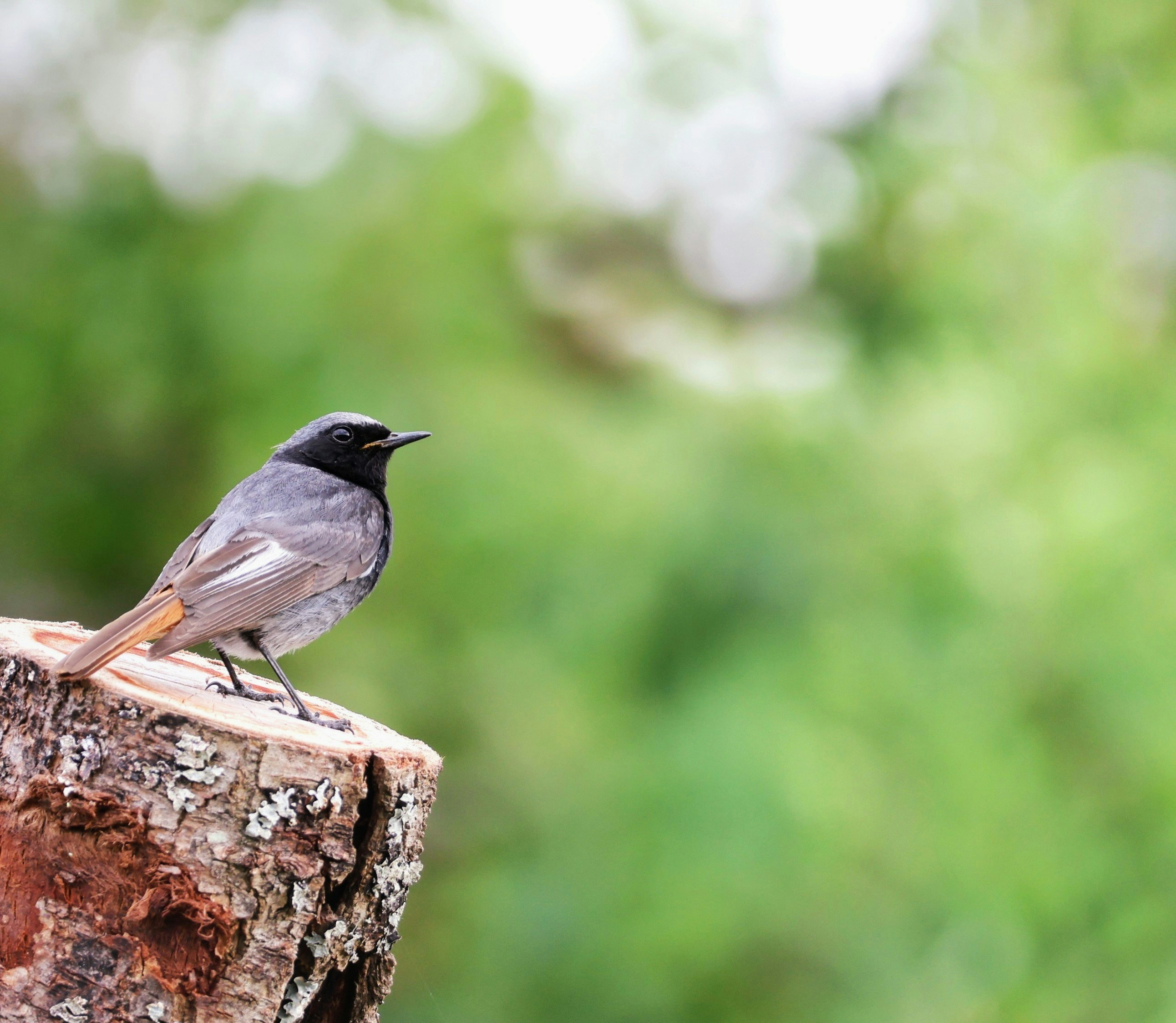 Photo by chinstrapphotography