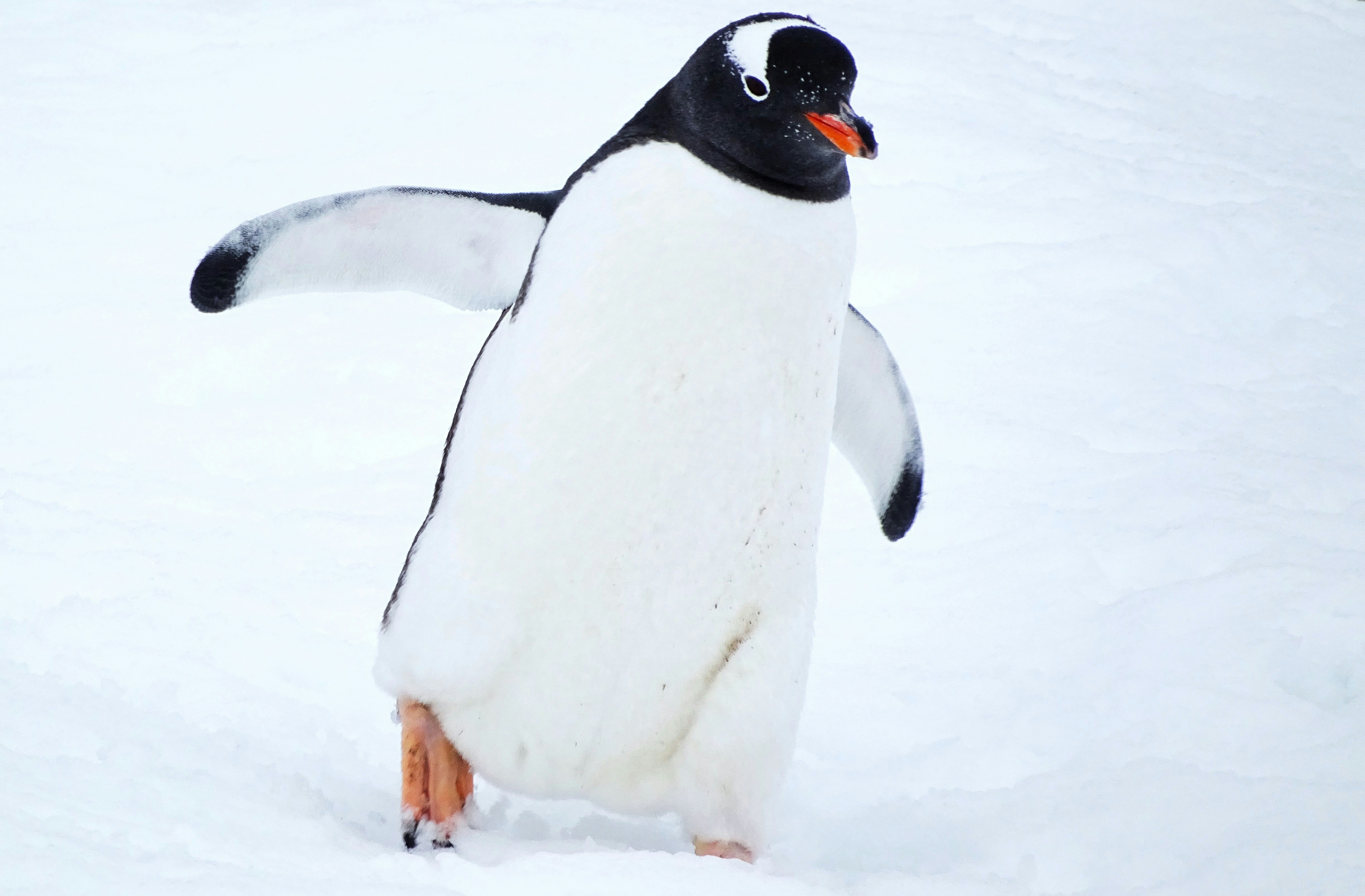 A penguin waddles across the snow.